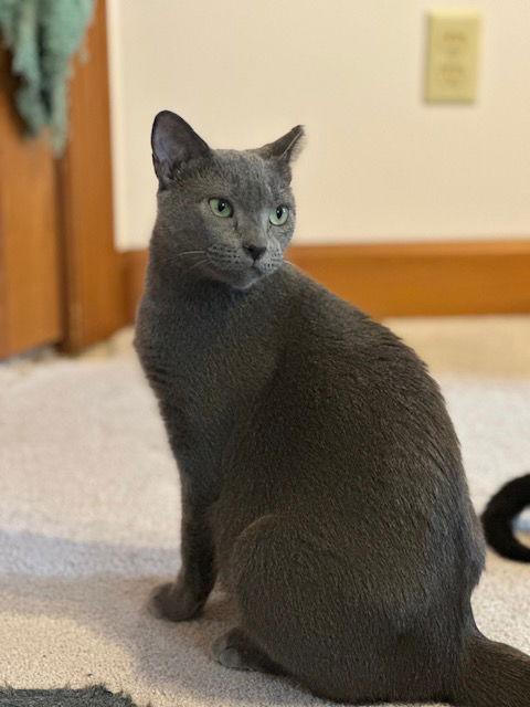Bluebell, a Adoptable Domestic Short Hair in Ocean Pines, MD image 1/3