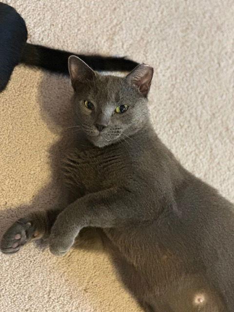 Bluebell, a Adoptable Domestic Short Hair in Ocean Pines, MD image 2/3