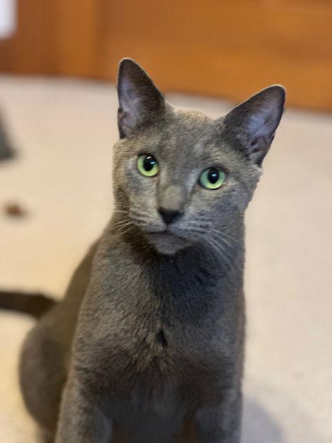 Bluebell, a Adoptable Domestic Short Hair in Ocean Pines, MD image 3/3