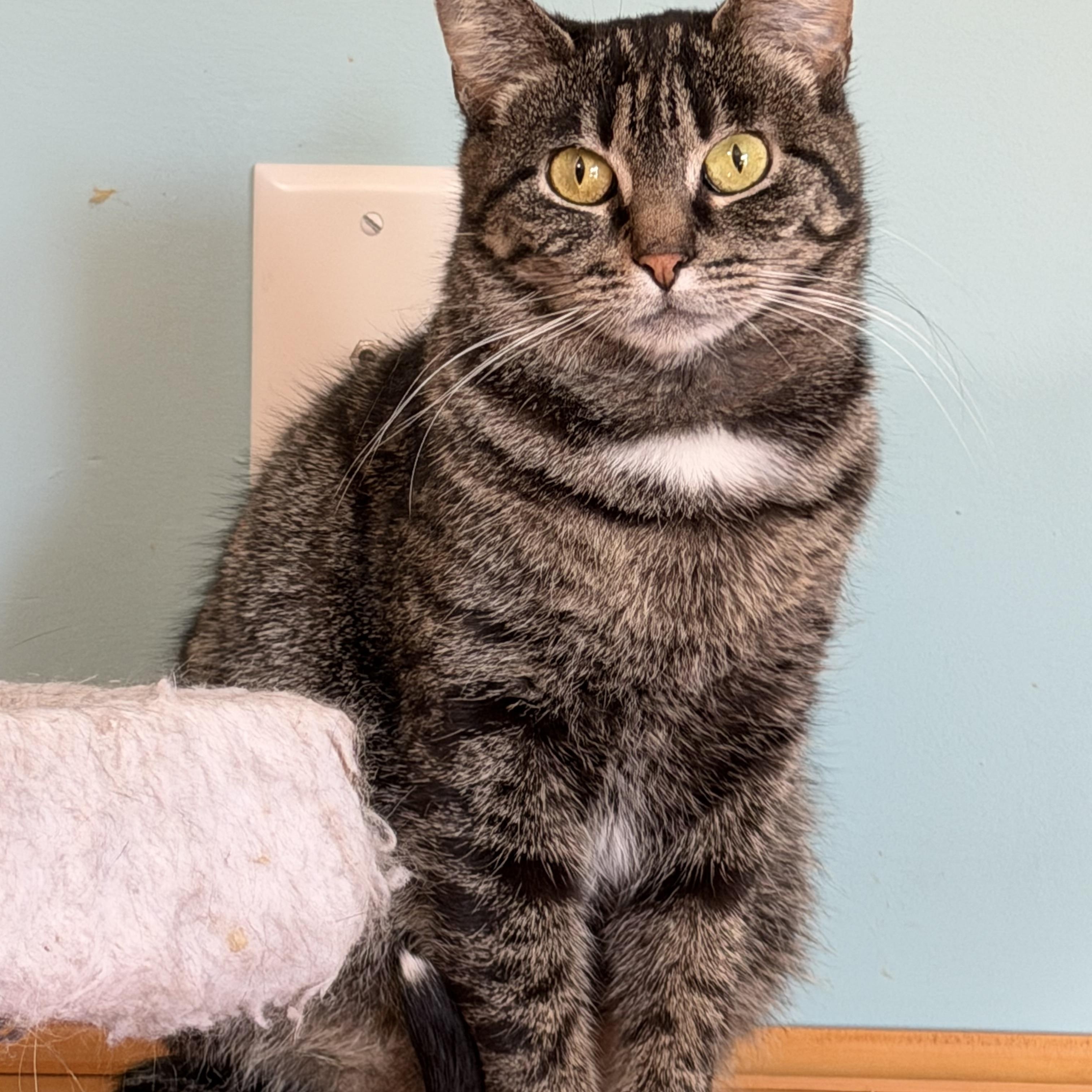 Enlarge Harley & Monique , a Adoptable Domestic Short Hair in Ramsey , MN image 2/4
