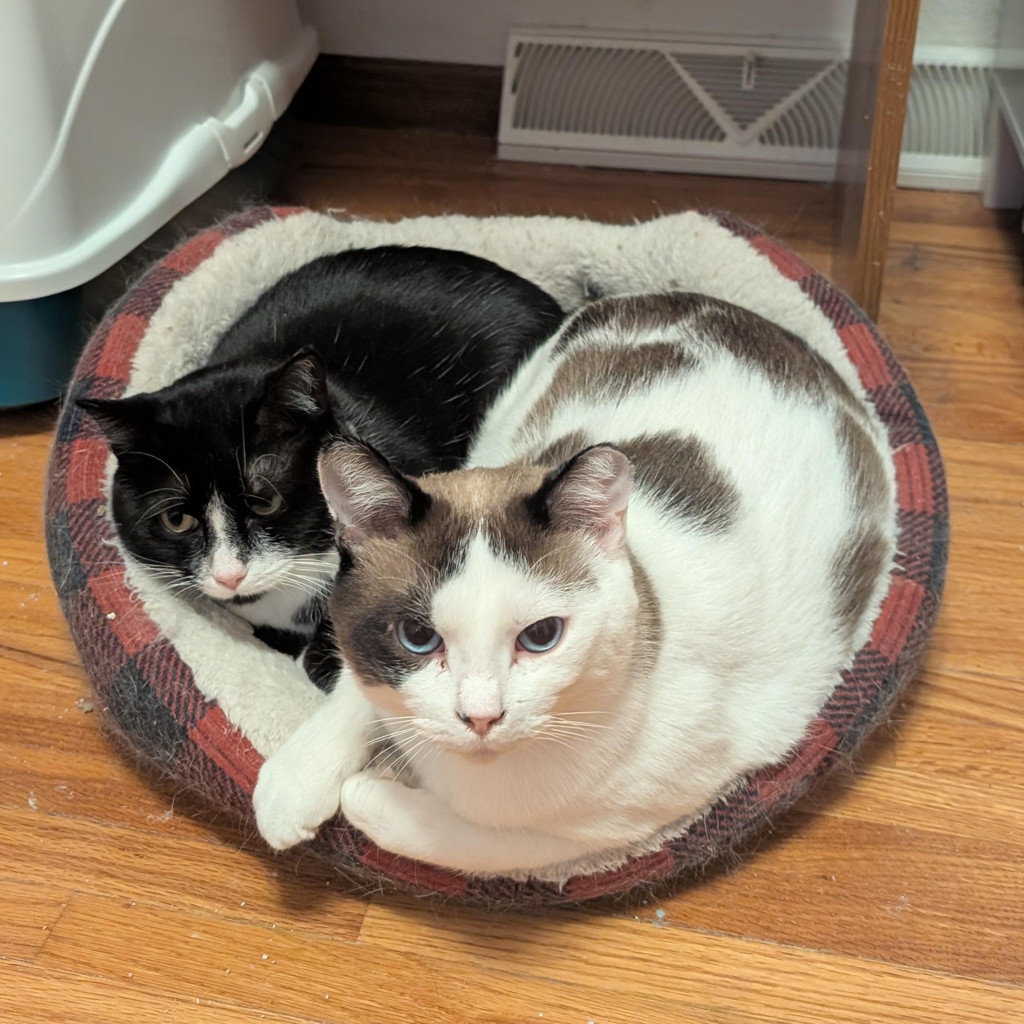 Enlarge Harley and Sylvia, a Adoptable Domestic Short Hair in Ramsey , MN image 1/6