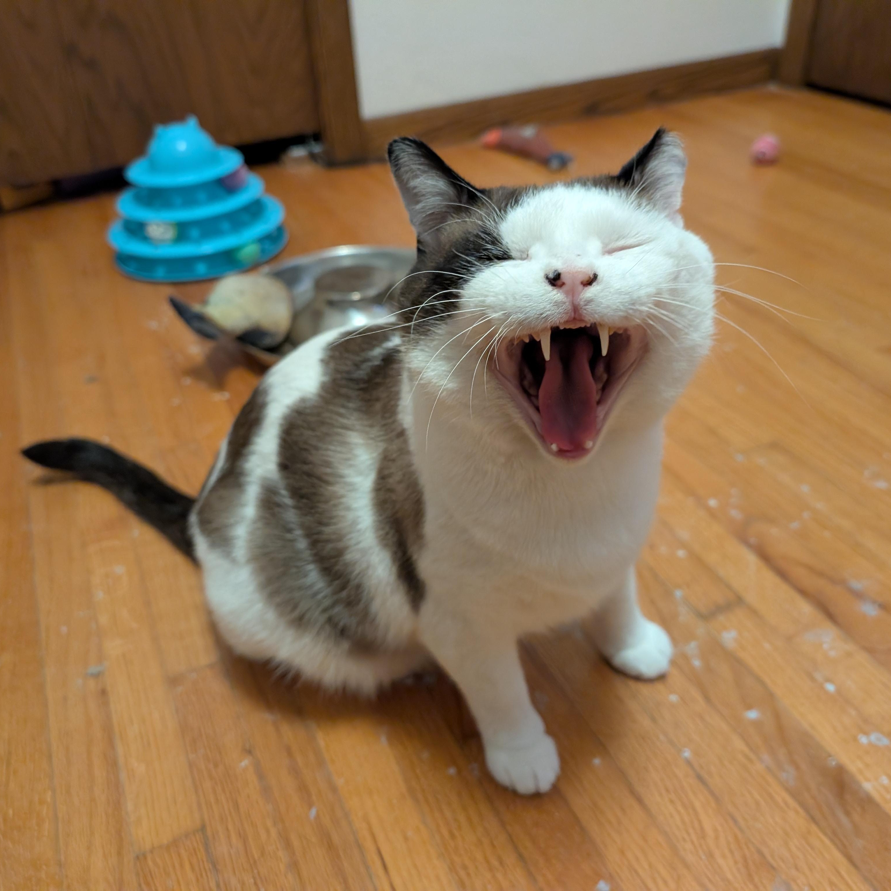 Enlarge Harley & Monique , a Adoptable Domestic Short Hair in Ramsey , MN image 3/4