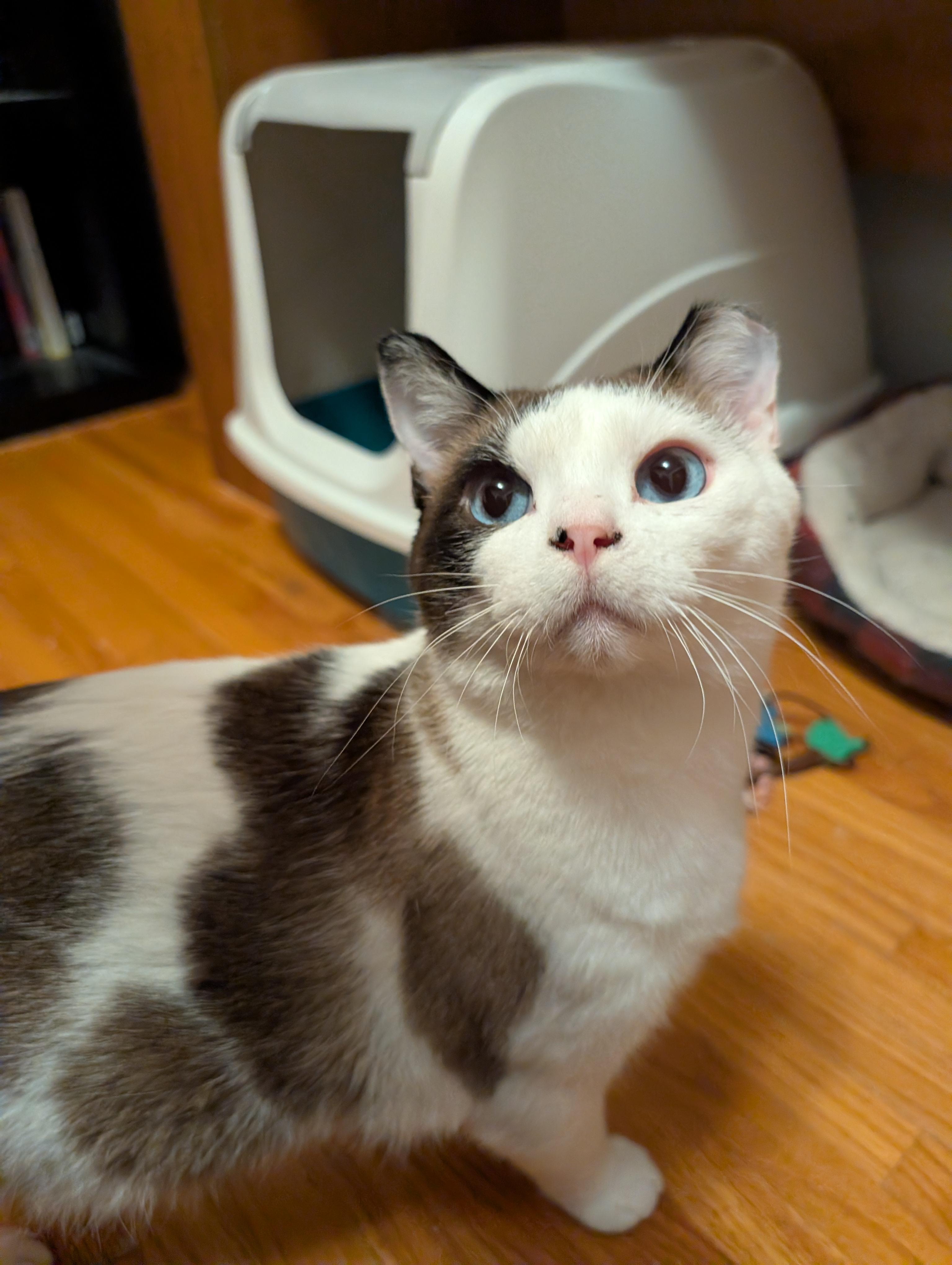 Harley, Adoptable, Adult Male Domestic Short Hair.