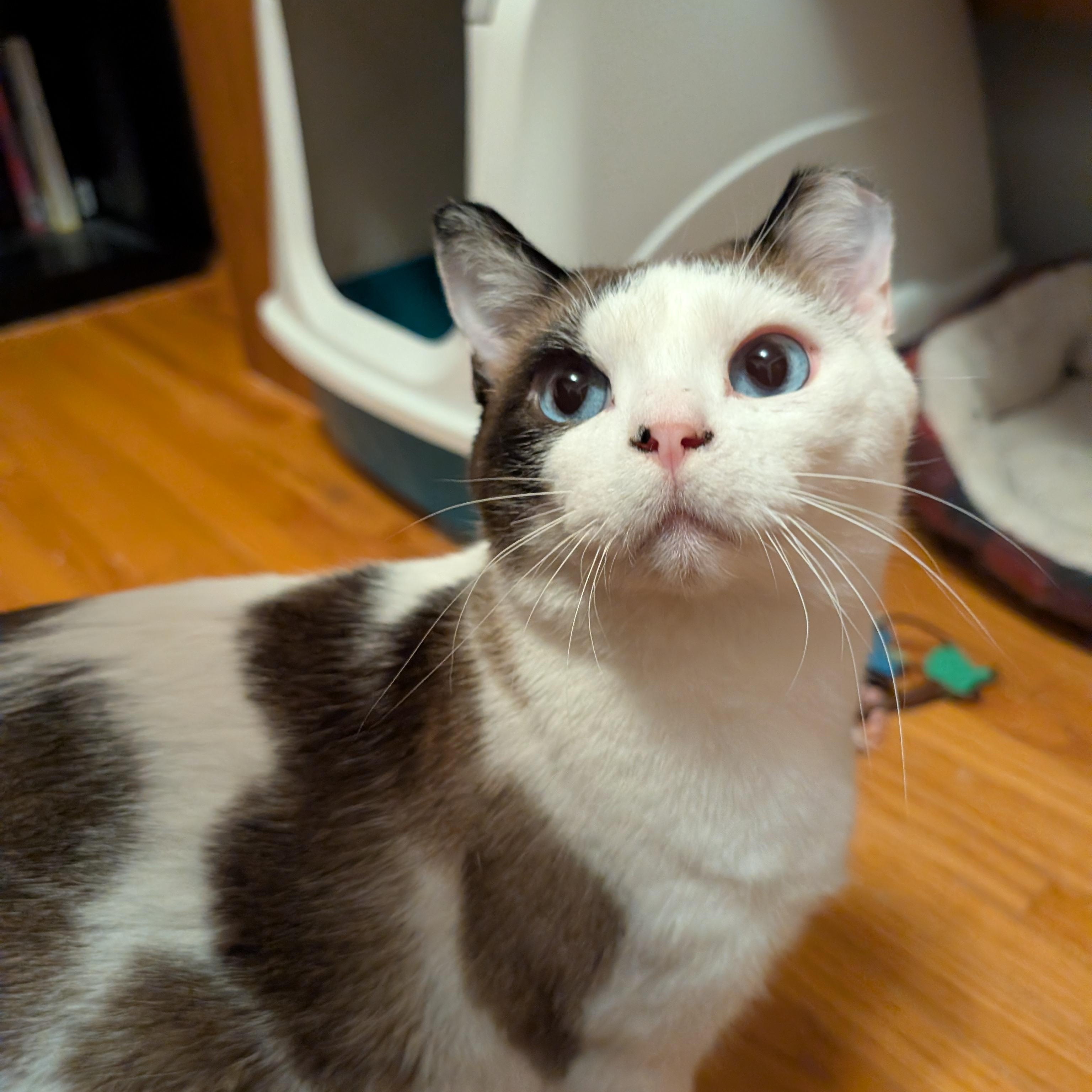 Enlarge Harley & Monique , a Adoptable Domestic Short Hair in Ramsey , MN image 1/4