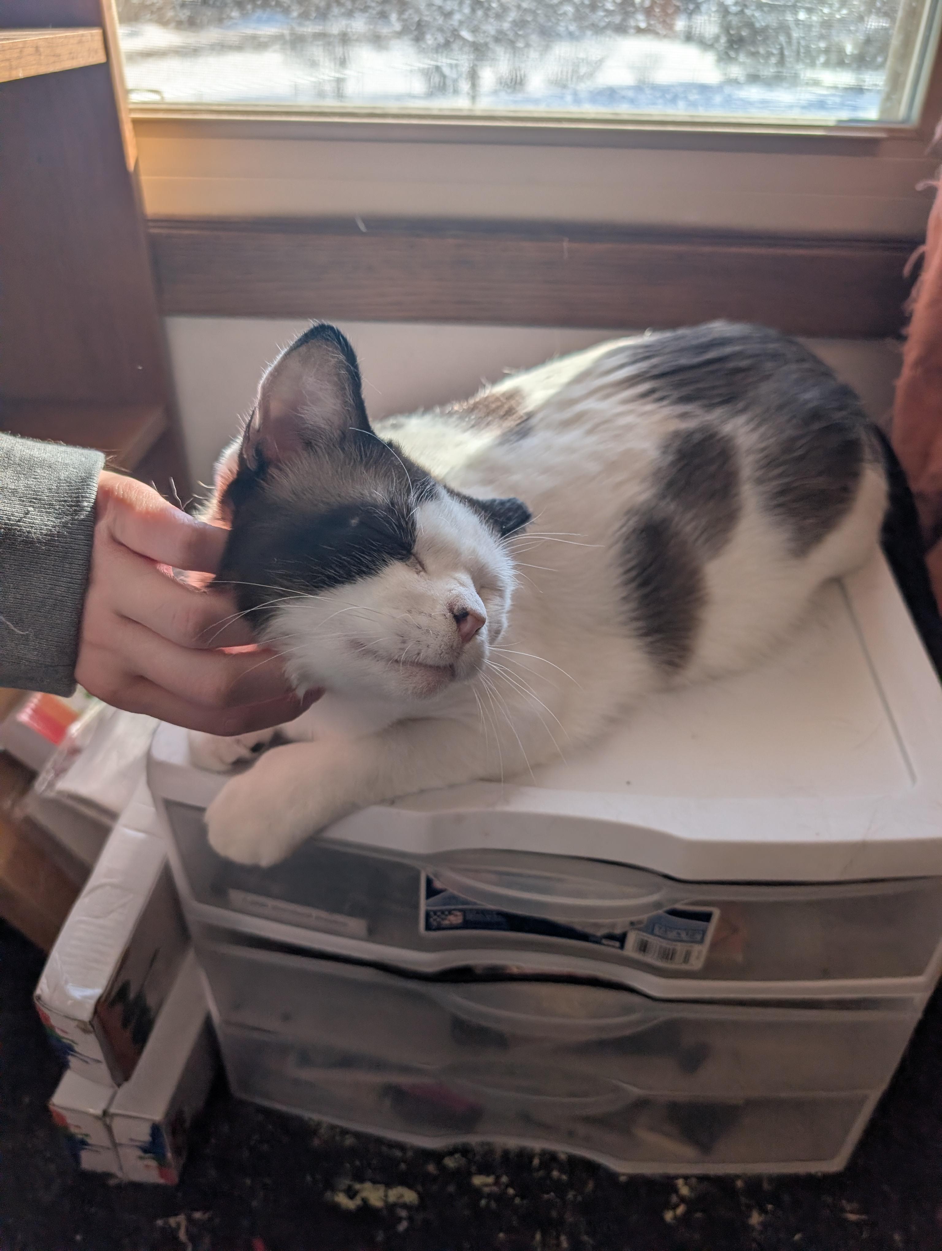 Enlarge Harley and Sylvia, a Adoptable Domestic Short Hair in Ramsey , MN image 6/6