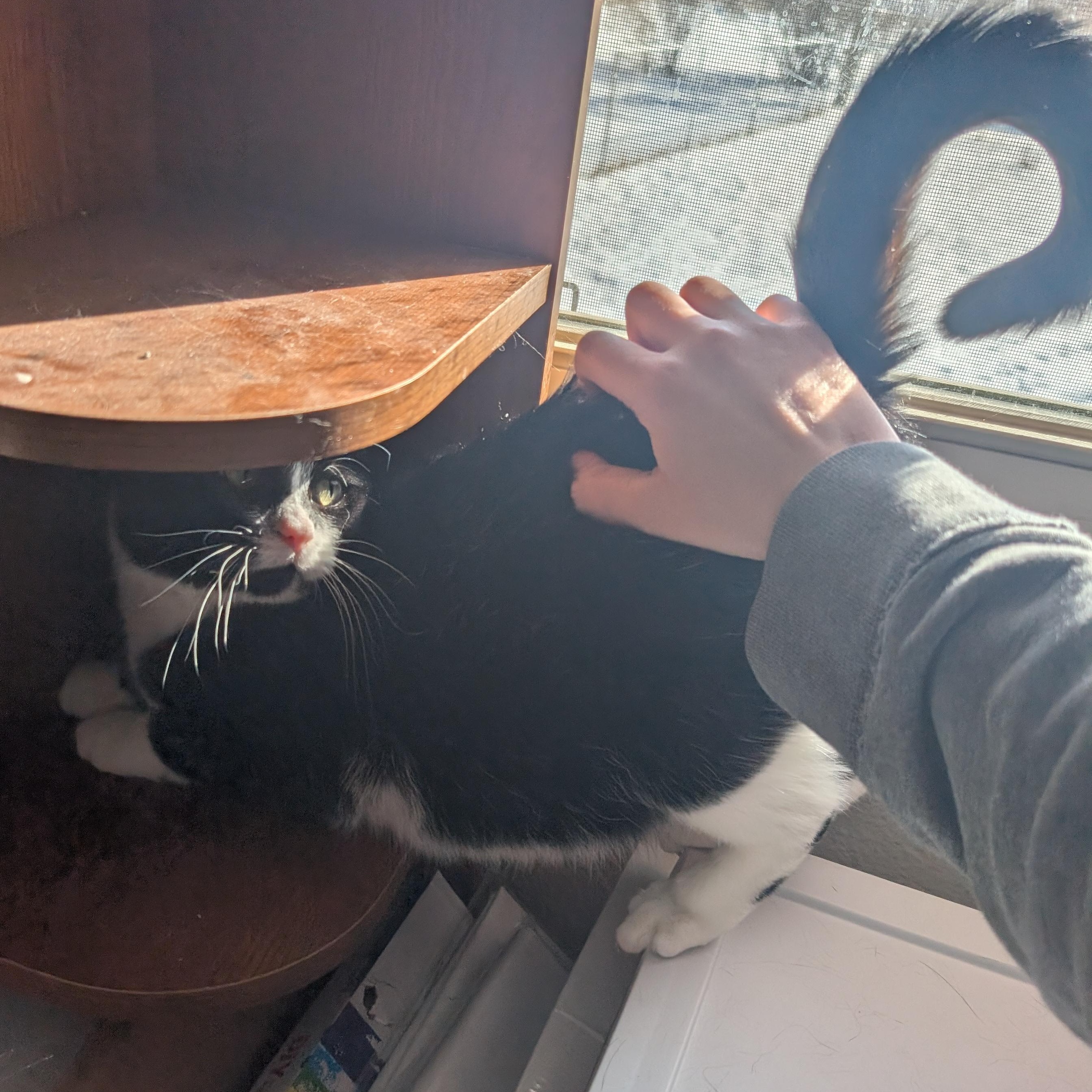 Enlarge Harley and Sylvia, a Adoptable Domestic Short Hair in Ramsey , MN image 5/6