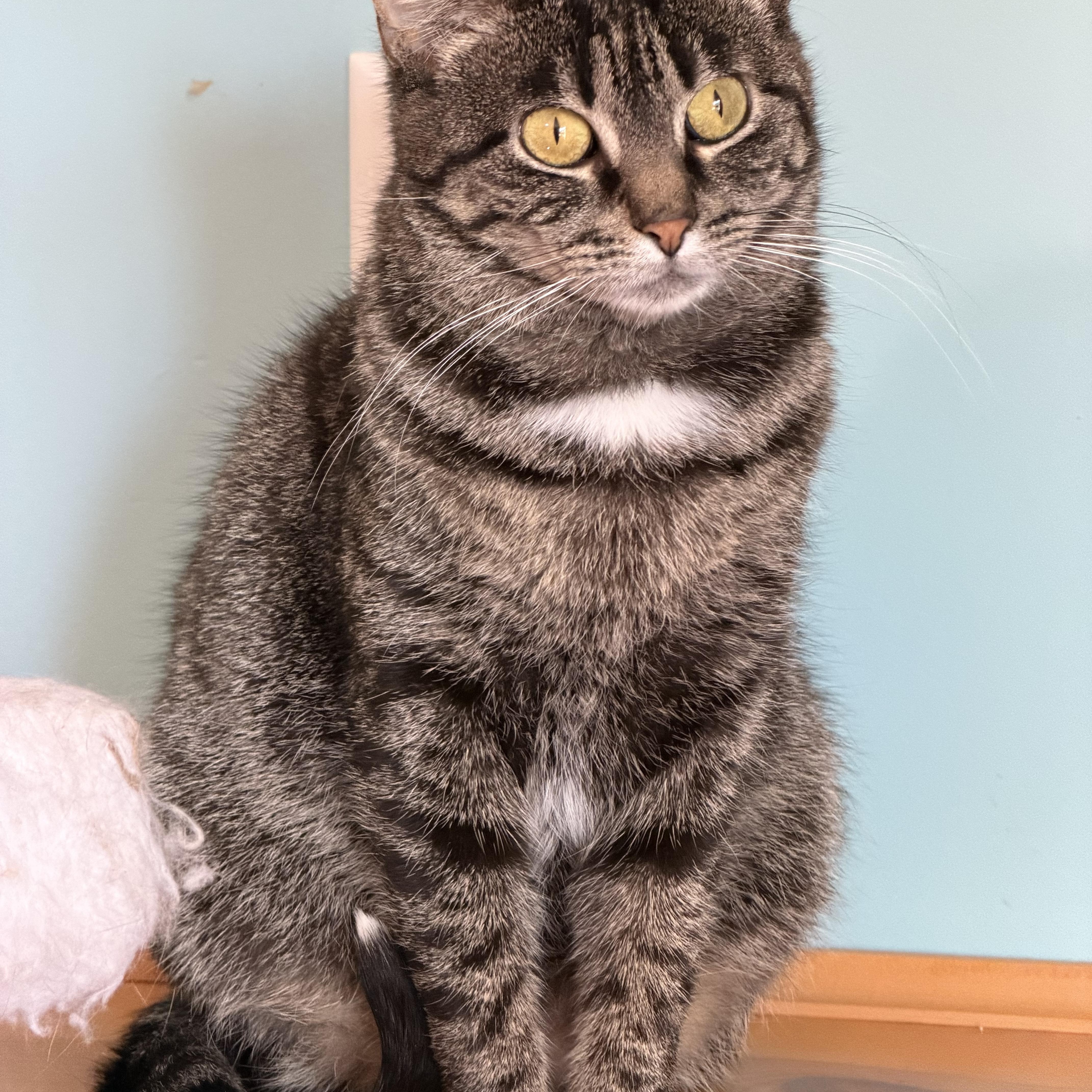 Enlarge Harley & Monique , a Adoptable Domestic Short Hair in Ramsey , MN image 4/4