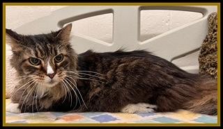 Enlarge LOVERBOY, a Adoptable Domestic Long Hair in Peoria, IL image 1/1
