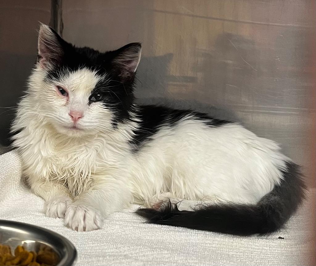 Capn Jack, Adopted, Adult Male Domestic Long Hair.