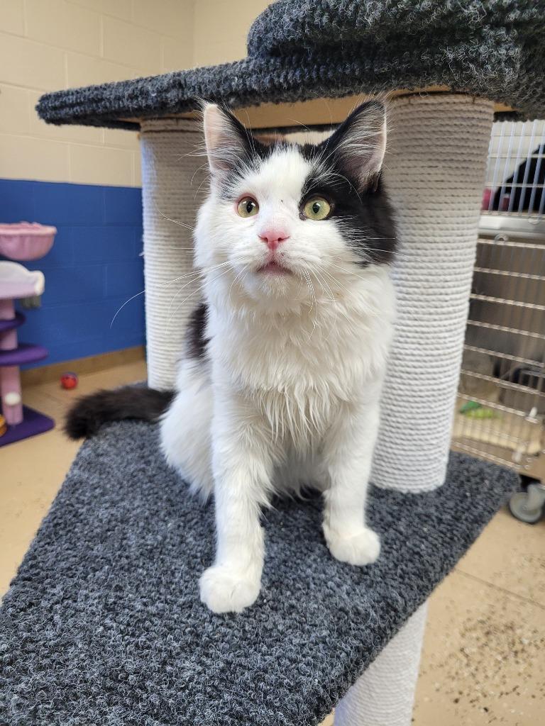 Enlarge Capn Jack, a Adopted mixed breed in Logan, UT image 2/2