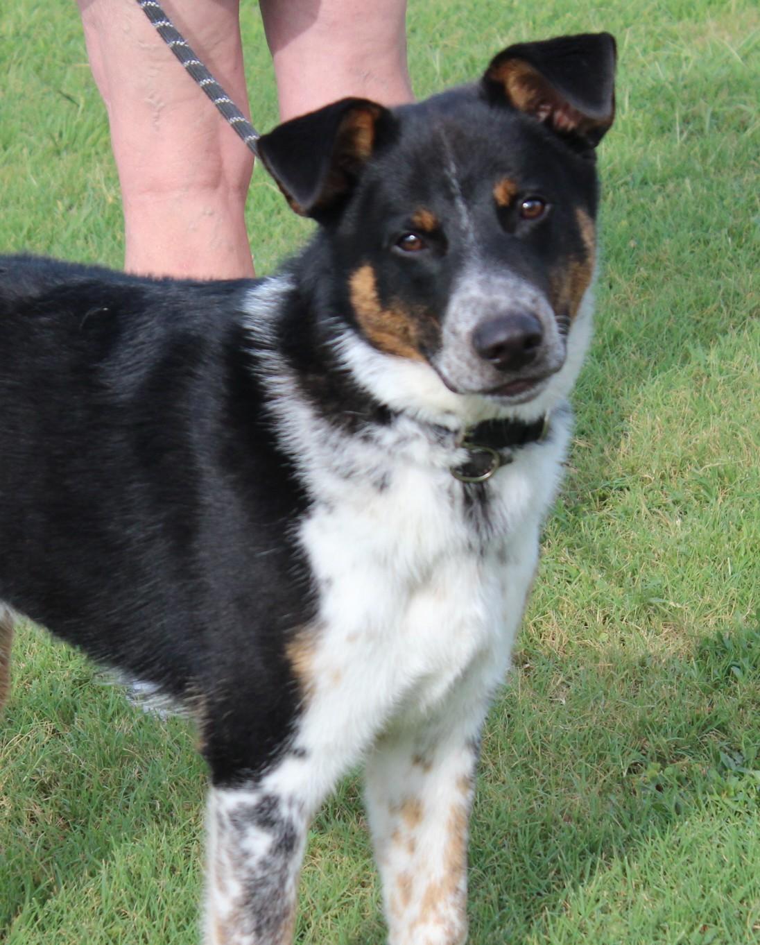 JASPER, Adoptable, Young Male Australian Cattle Dog / Blue Heeler.