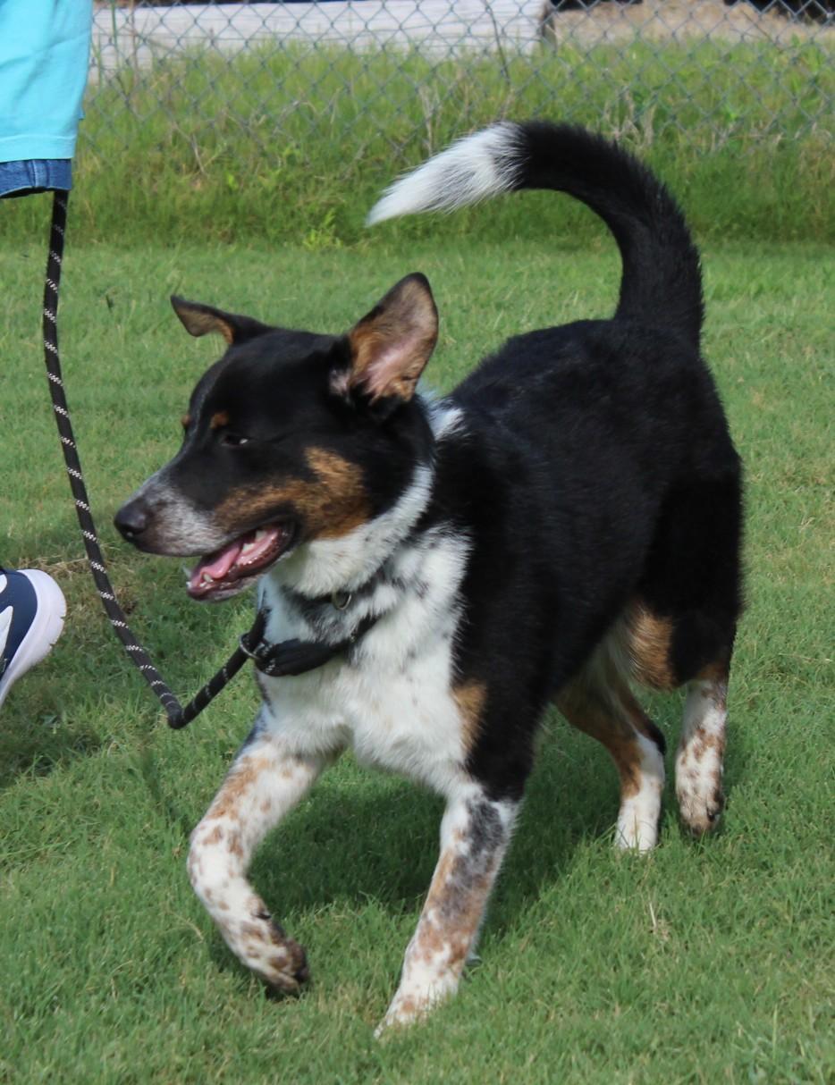 Enlarge JASPER, a Adoptable mixed breed in Claremore, OK image 2/2