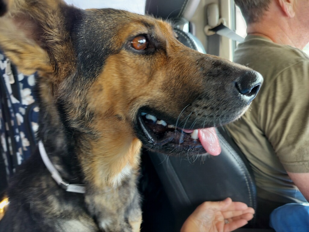 Dutchess-NY, Adoptable, Adult Female German Shepherd Dog.