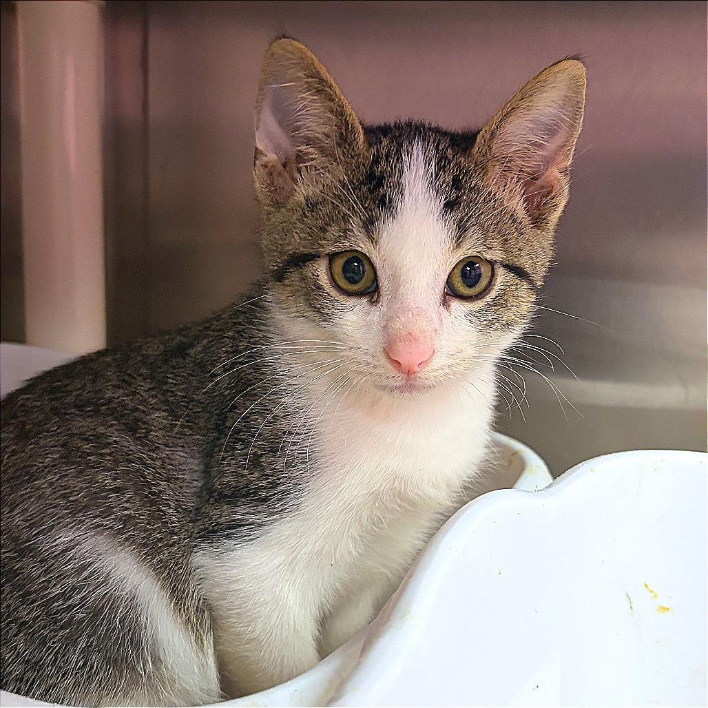 Thing One, Adoptable, Kitten Male Domestic Short Hair.