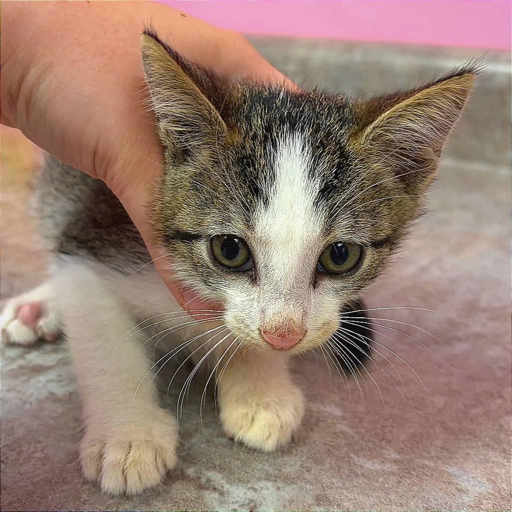 Enlarge Thing One, a Adoptable Domestic Short Hair in Hannibal, MO image 2/2