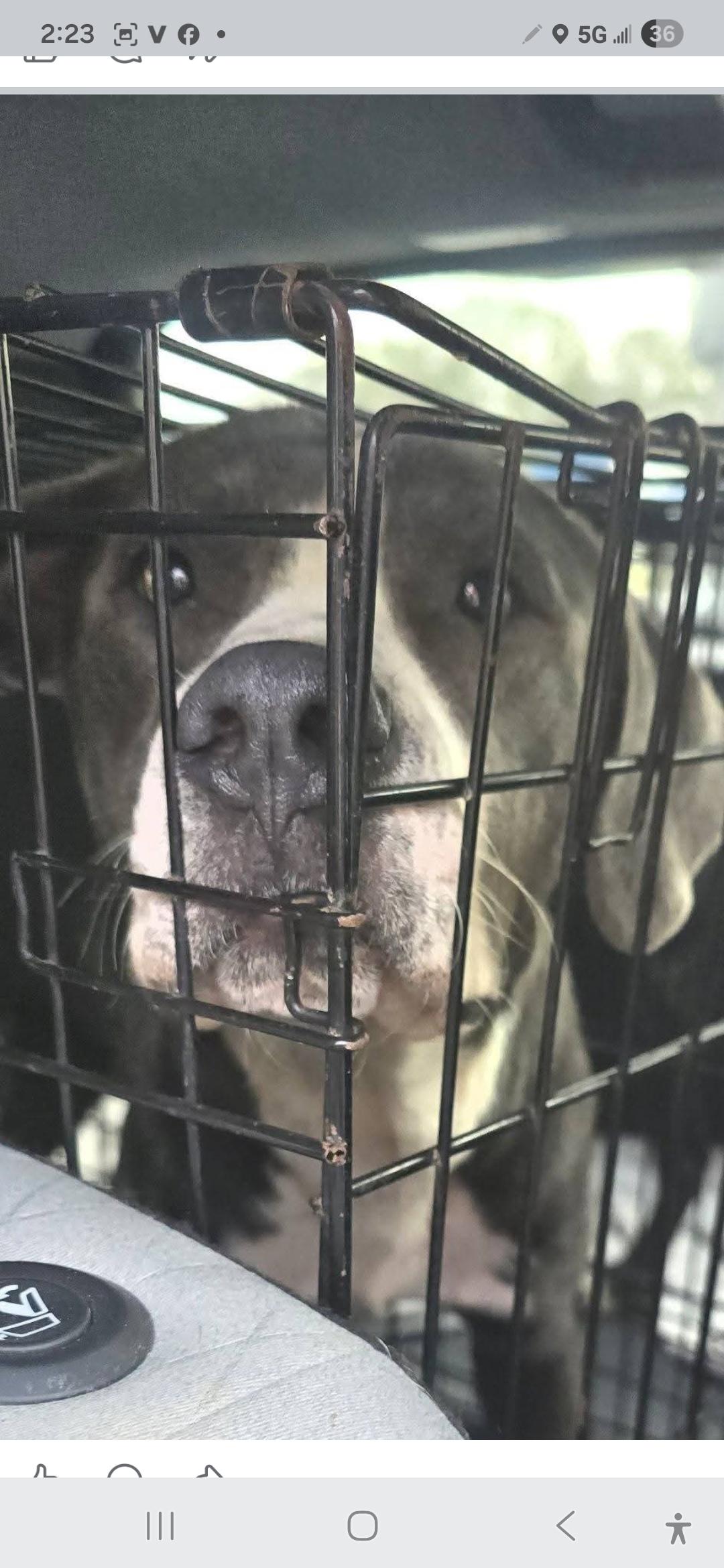 Enlarge Wally, a ADOPTABLE American Staffordshire Terrier in Kaplan, LA image 3/3