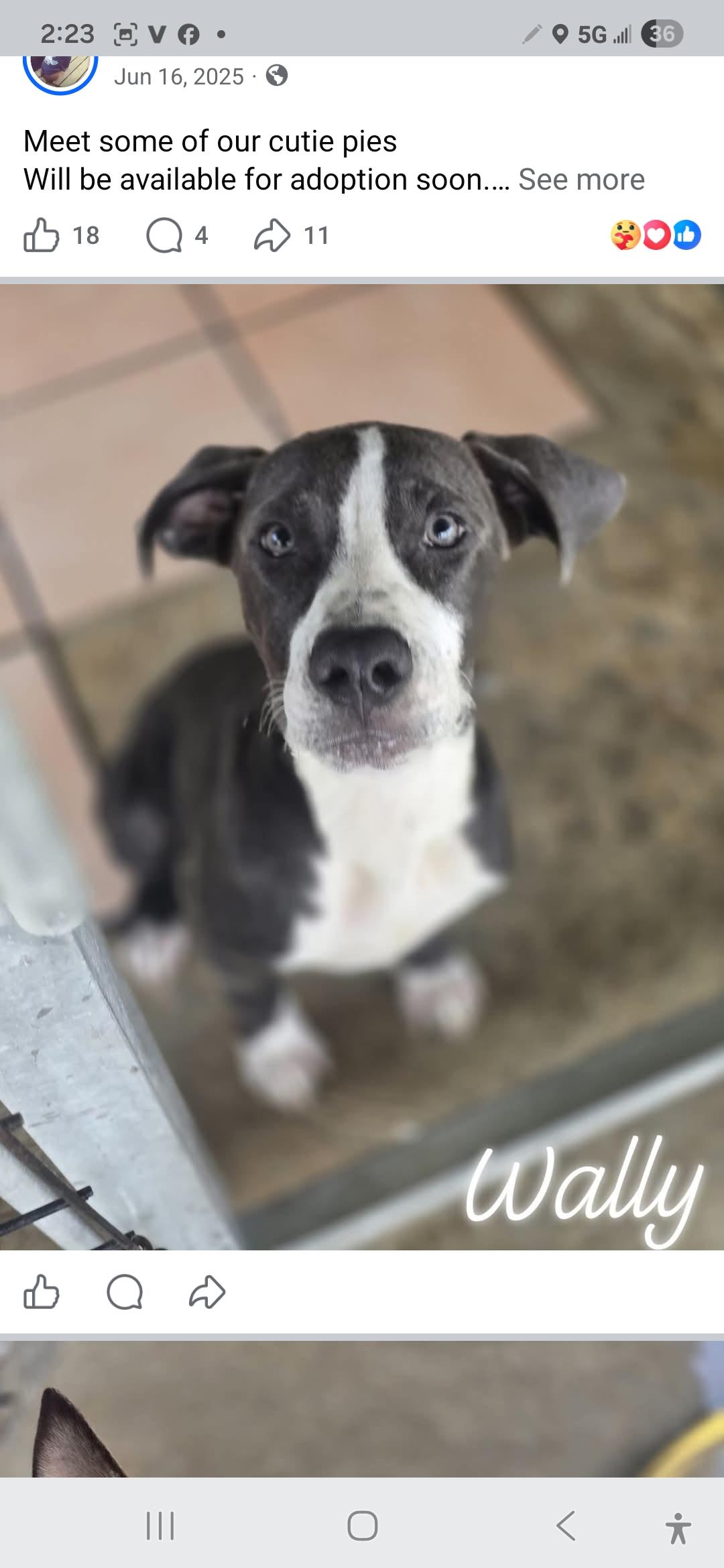 Enlarge Wally, a ADOPTABLE American Staffordshire Terrier in Kaplan, LA image 1/3