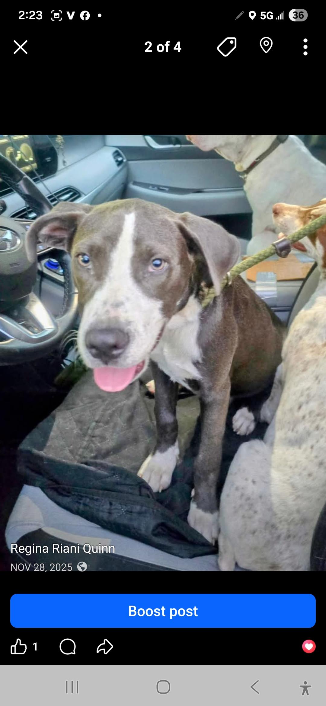 Enlarge Wally, a ADOPTABLE American Staffordshire Terrier in Kaplan, LA image 2/3