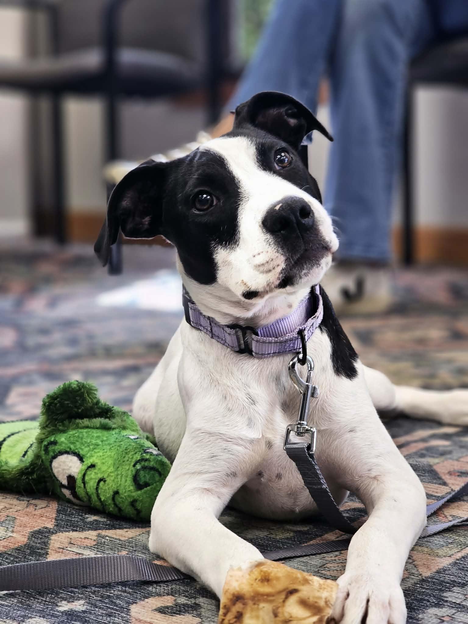 Maisy the beautiful mixed breed, a Adoptable mixed breed in Muskego, WI image 1/6