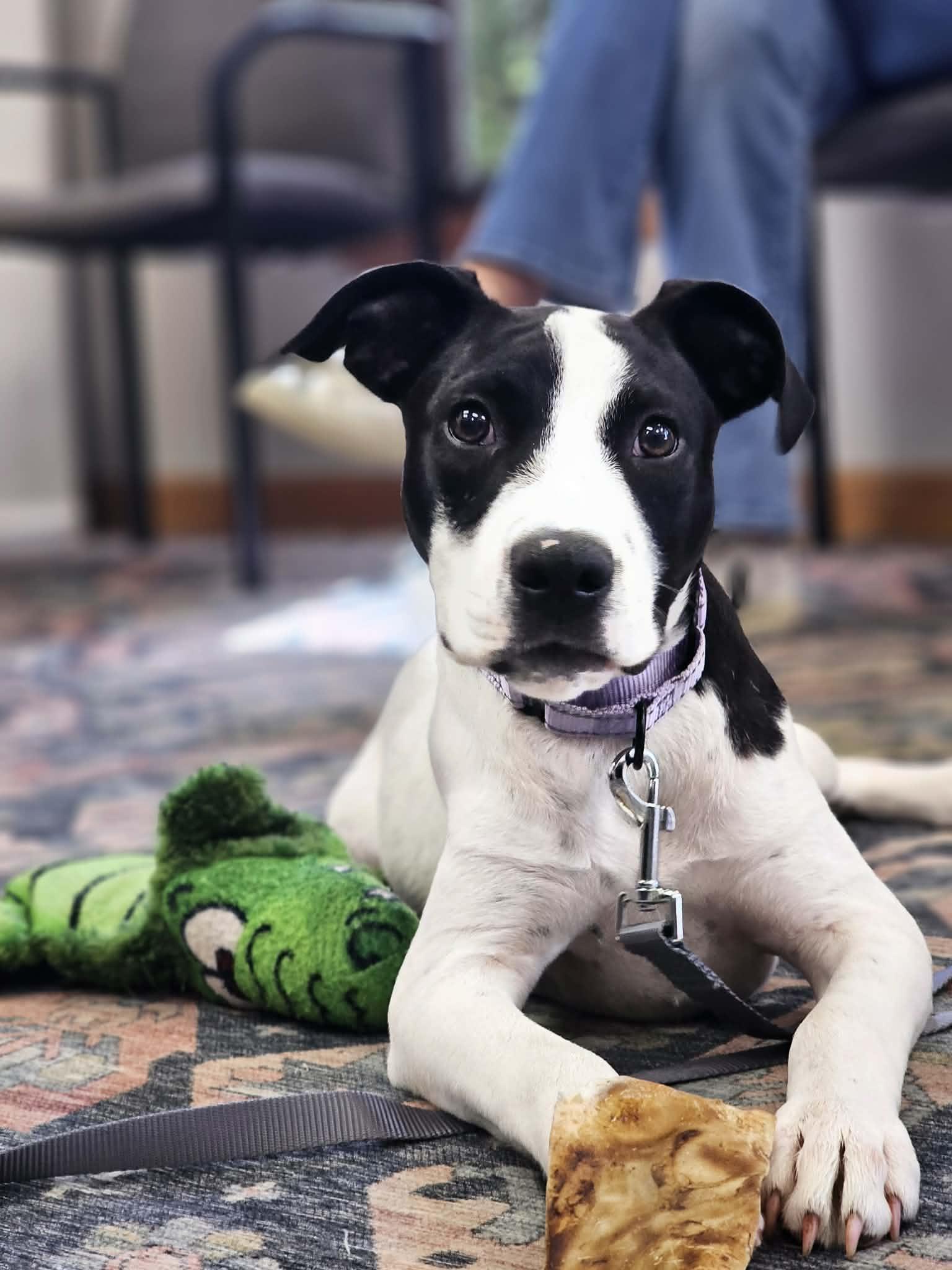Maisy the beautiful mixed breed, a Adoptable mixed breed in Muskego, WI image 2/6