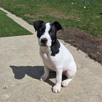 Maisy the beautiful mixed breed, a Adoptable mixed breed in Muskego, WI image 4/6