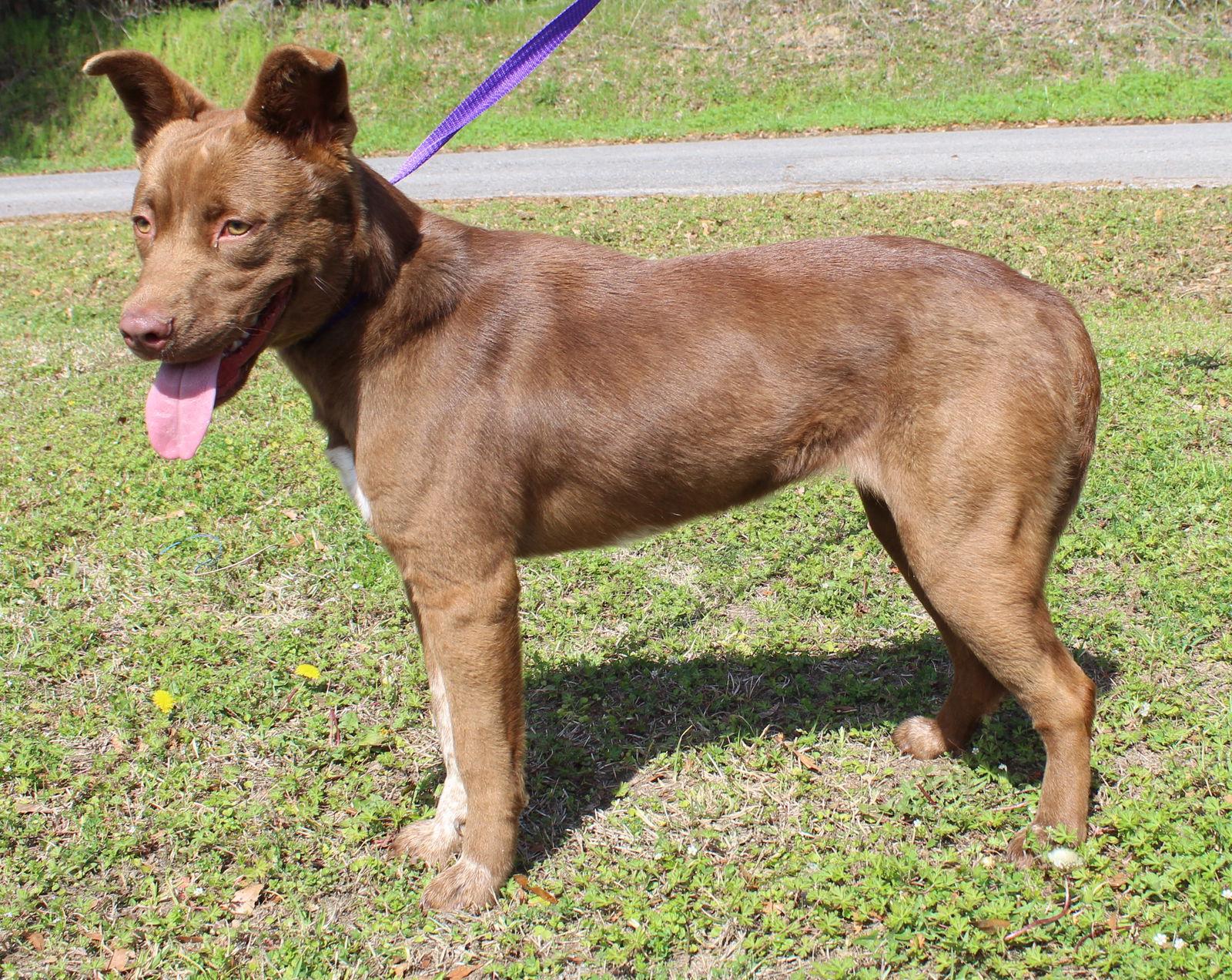 Enlarge Goldie 43214, a Adoptable Chocolate Labrador Retriever in Prattville, AL image 1/3