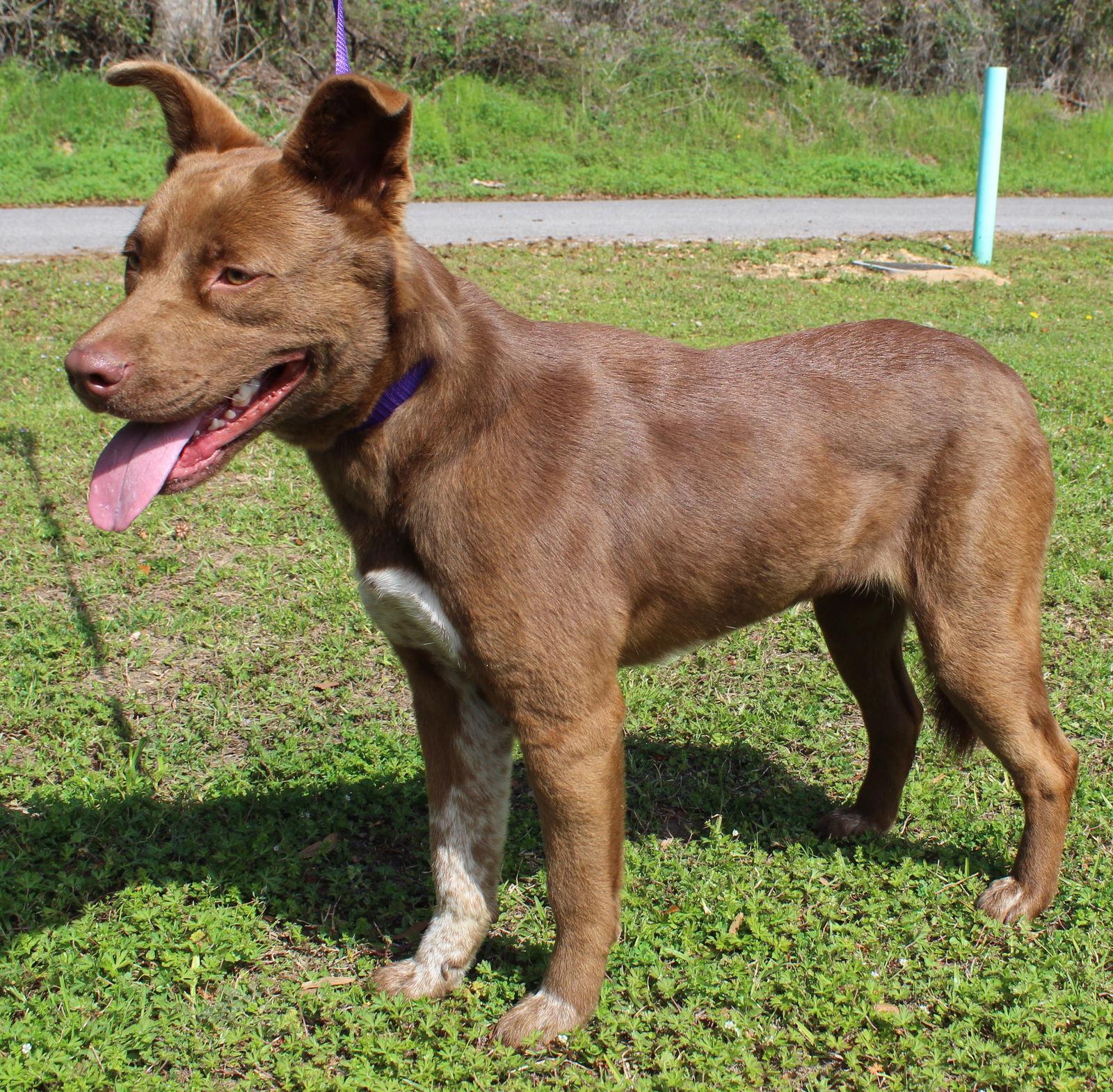Enlarge Goldie 43214, a Adoptable Chocolate Labrador Retriever in Prattville, AL image 2/3