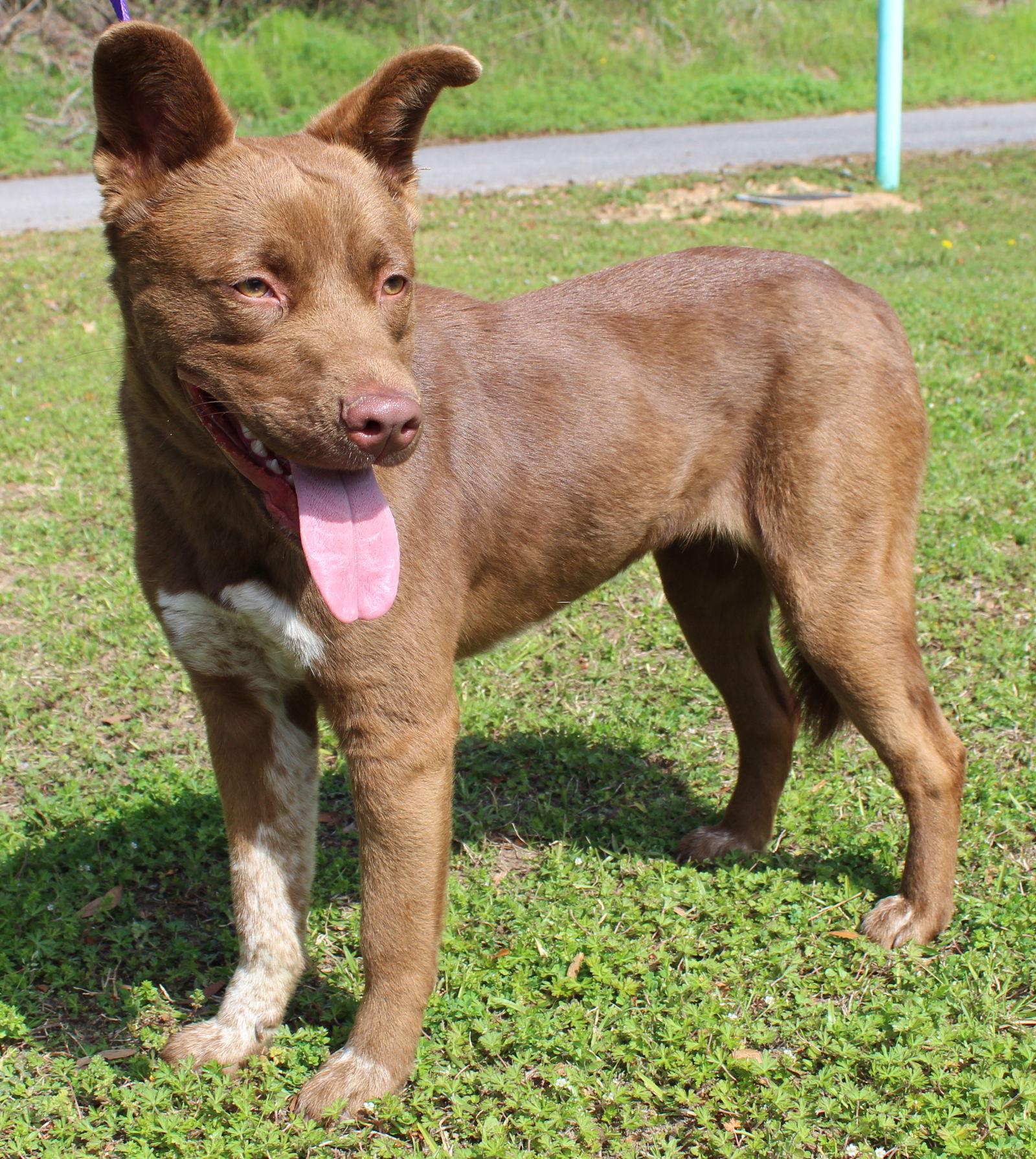 Enlarge Goldie 43214, a Adoptable Chocolate Labrador Retriever in Prattville, AL image 3/3
