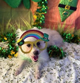 Enlarge Bunny, a Adoptable mixed breed in Tucson, AZ image 2/3