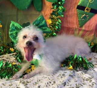 Enlarge Bunny, a Adoptable mixed breed in Tucson, AZ image 3/3