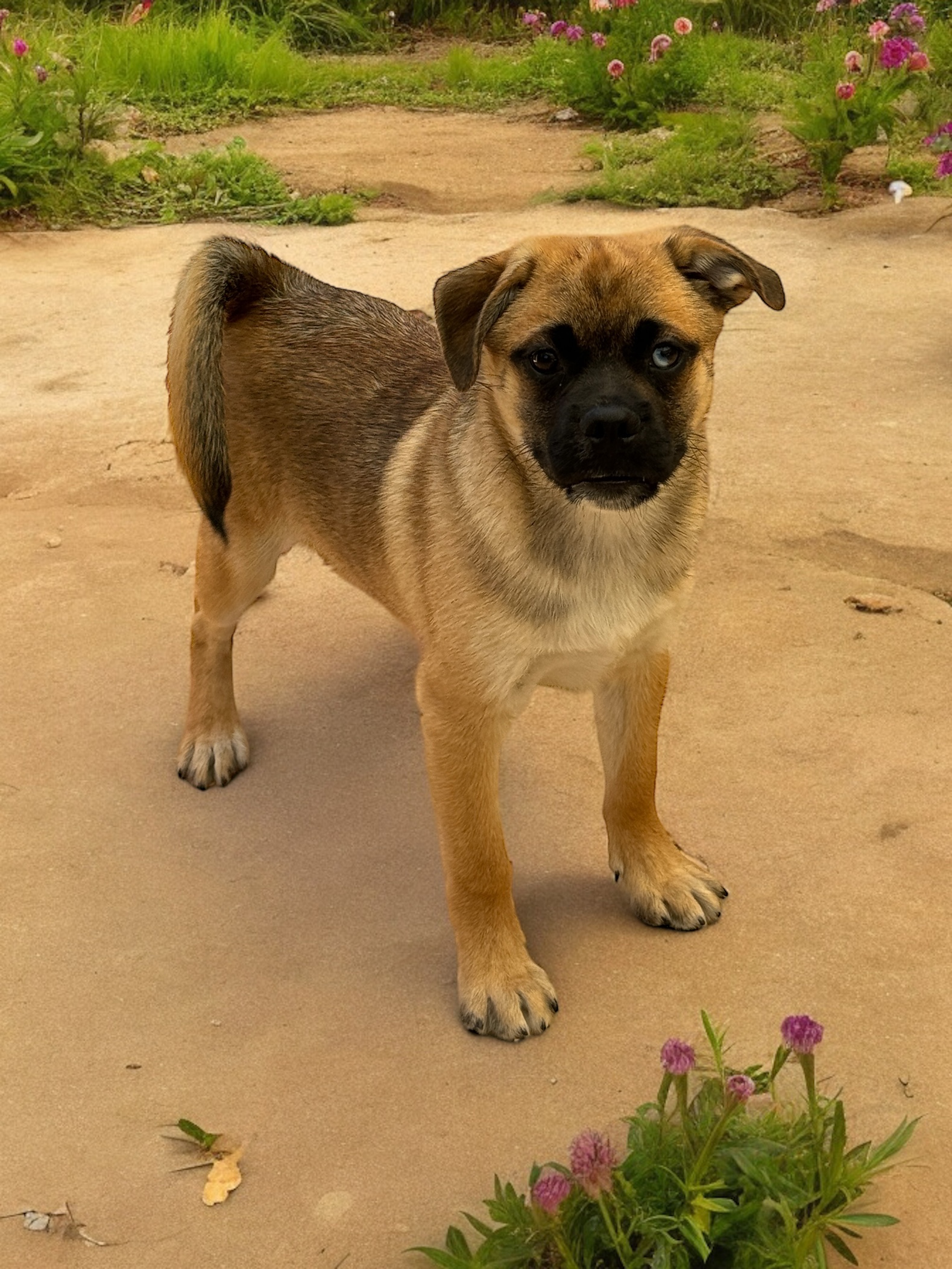 Dog for adoption Taz, a Puggle & Pomsky Mix in San Diego, CA Petfinder