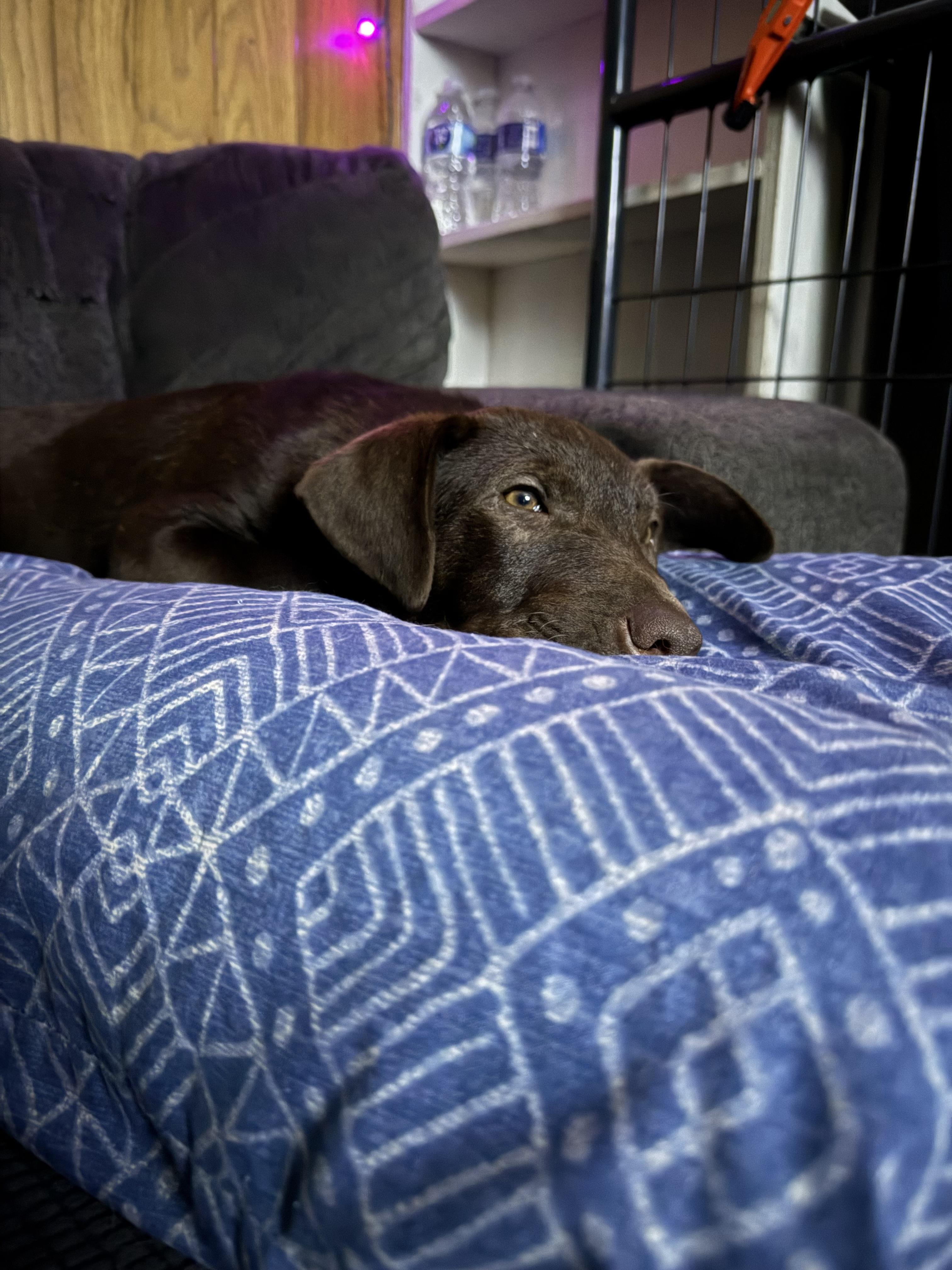 Enlarge Tommy Boy, a Adopted mixed breed in Wildwood, FL image 4/4