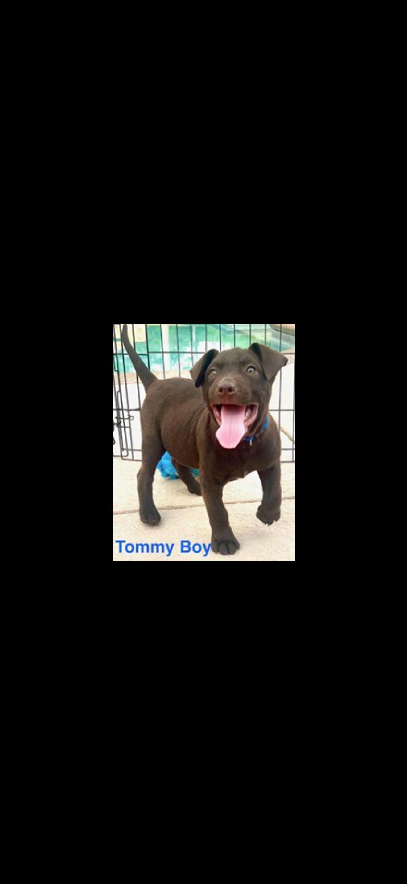 Enlarge Tommy Boy, a Adopted mixed breed in Wildwood, FL image 3/4