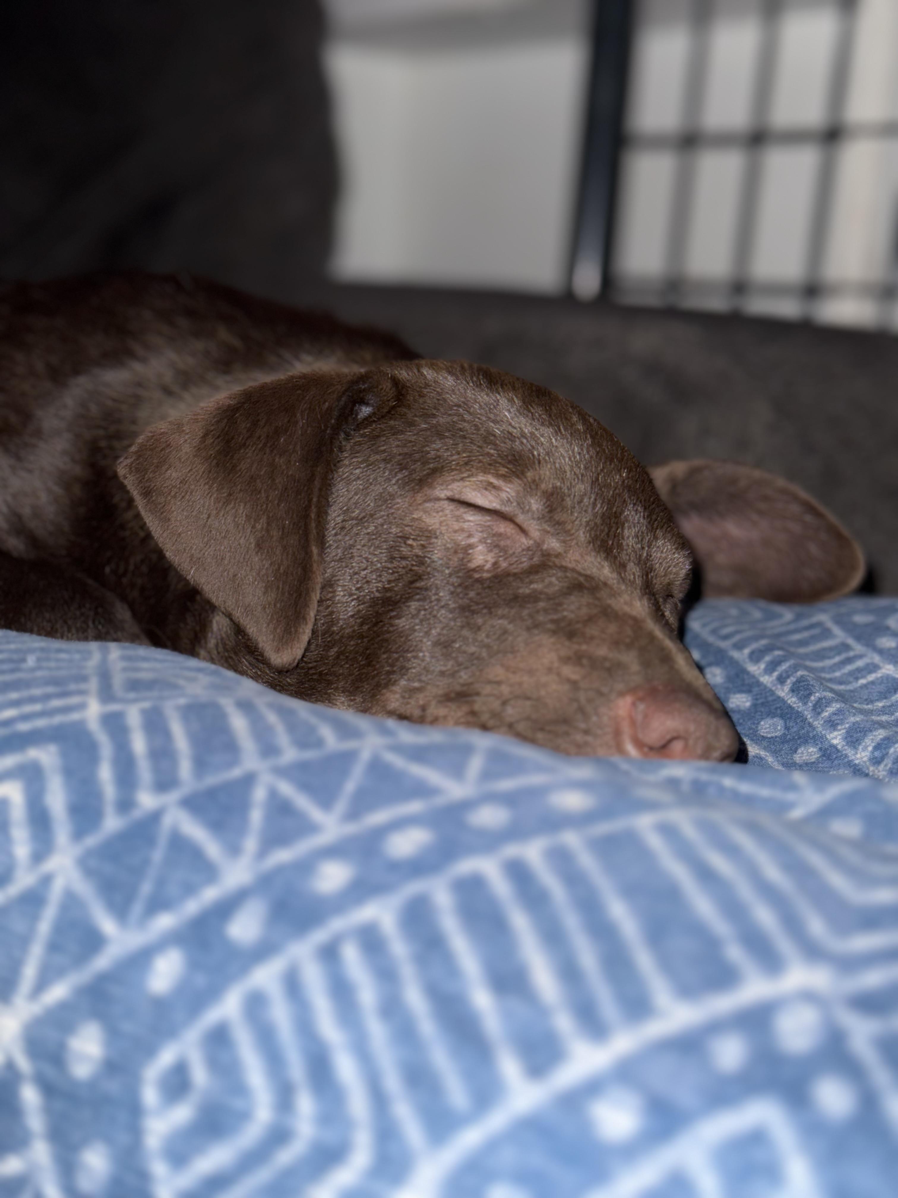 Enlarge Tommy Boy, a Adopted mixed breed in Wildwood, FL image 2/4