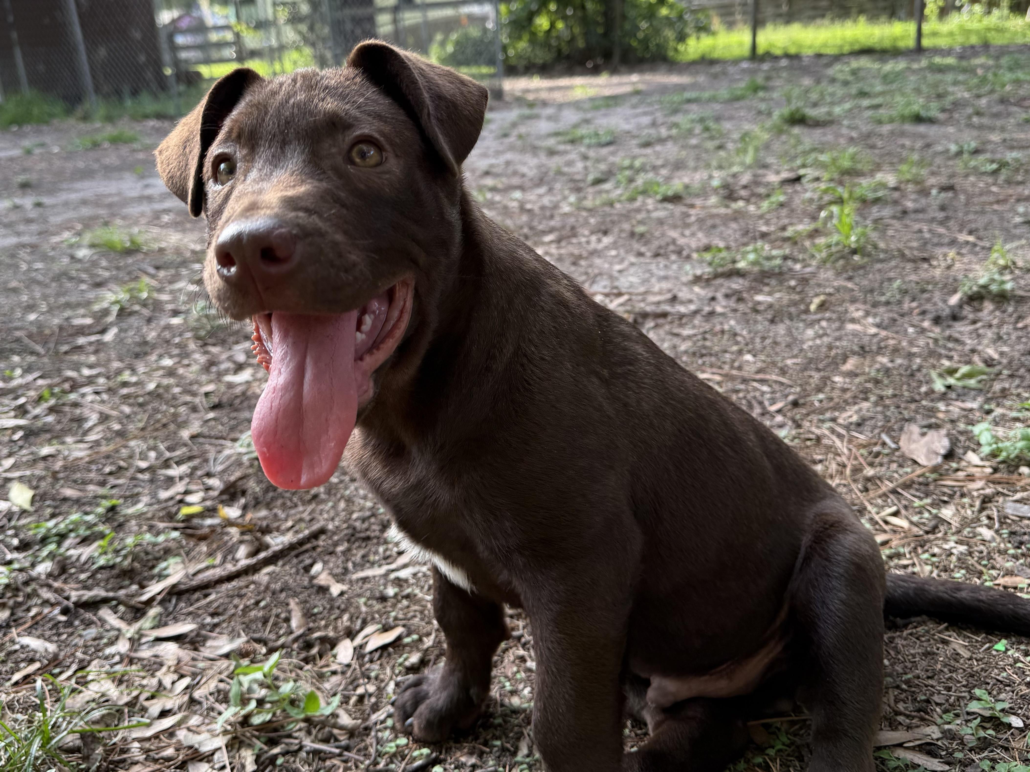 Enlarge Tommy Boy, a Adopted mixed breed in Wildwood, FL image 1/4