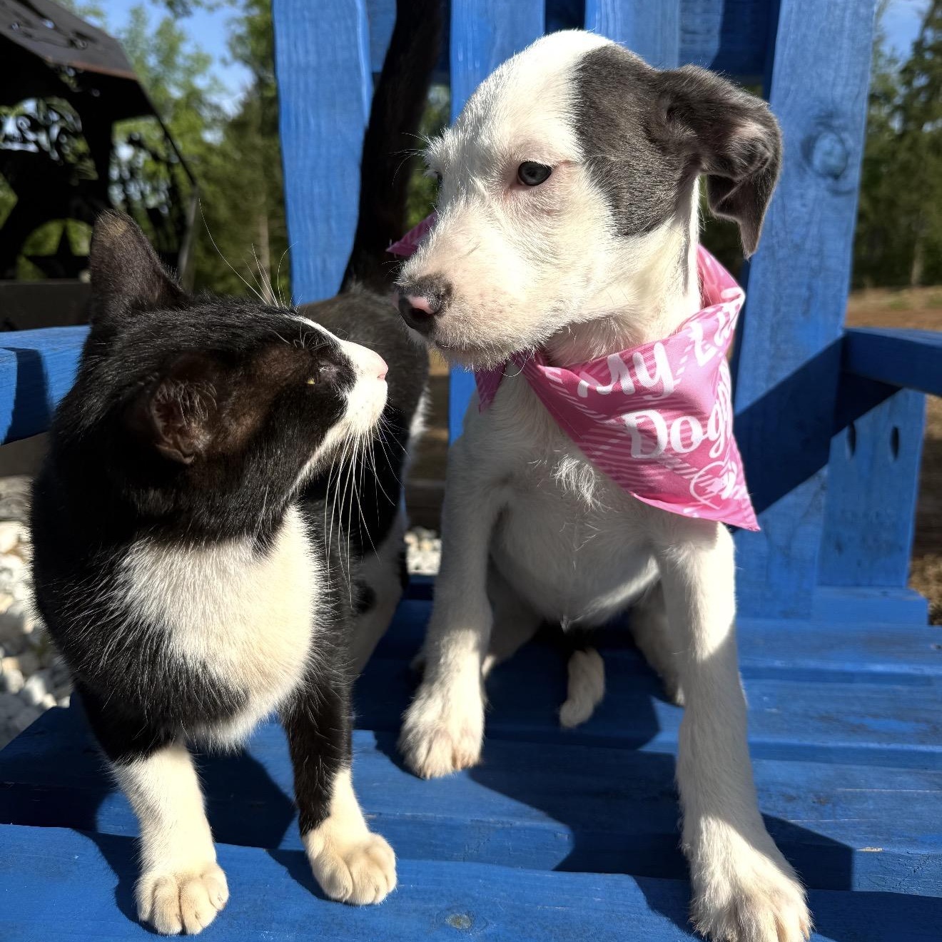Reba, a Adoptable mixed breed in Fredericksburg, VA image 2/3