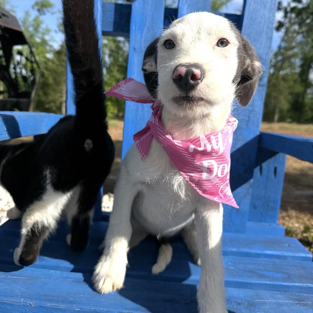 Reba, a Adoptable mixed breed in Fredericksburg, VA image 3/3