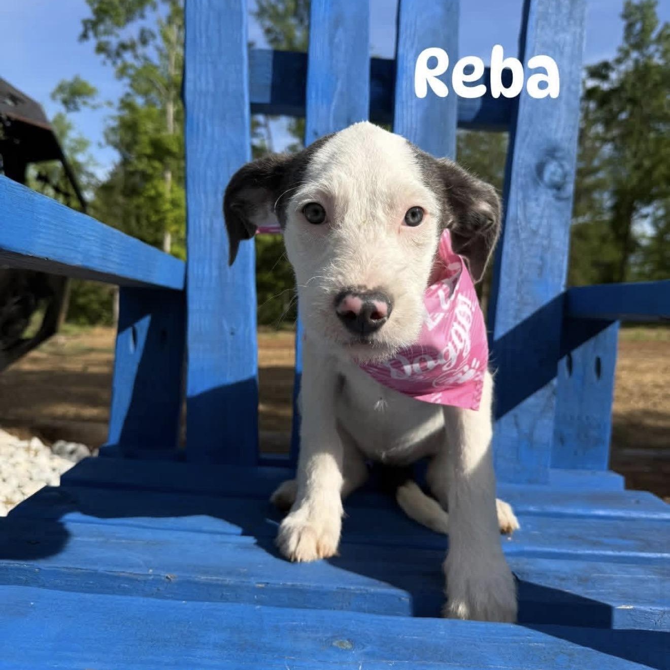 Reba, a Adoptable mixed breed in Fredericksburg, VA image 1/3