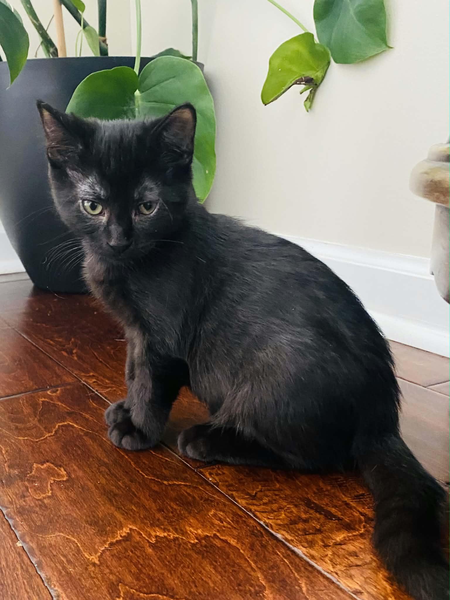 Enlarge Bullshark, a Adoptable Domestic Short Hair in Martinsville, IN image 3/3
