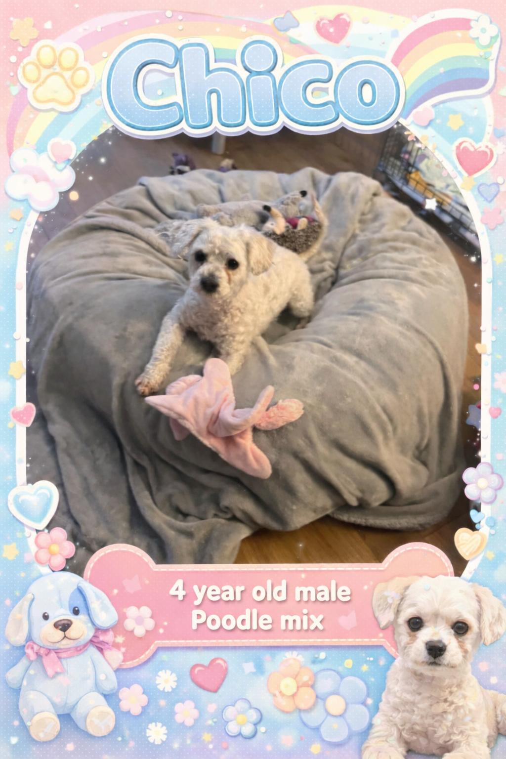 CHICO – 4 YEAR MALE POODLE , adopted, Adult Male Poodle.