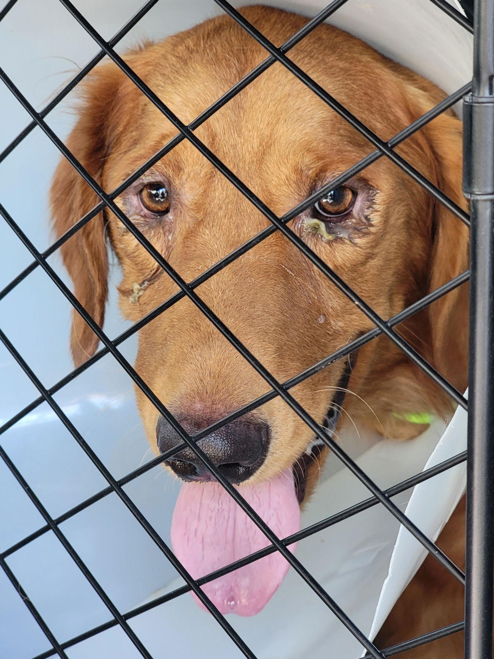 Oro/Bogey, Adopted, Adult Male Golden Retriever.