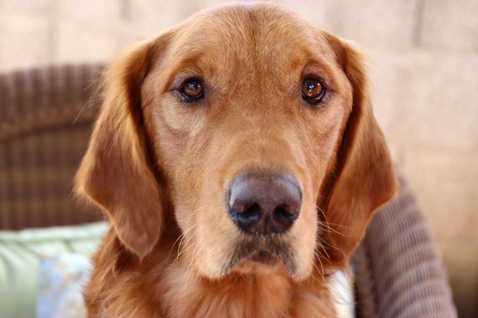 Oro/Bogey, a Adopted Golden Retriever in Glendale, AZ image 2/3