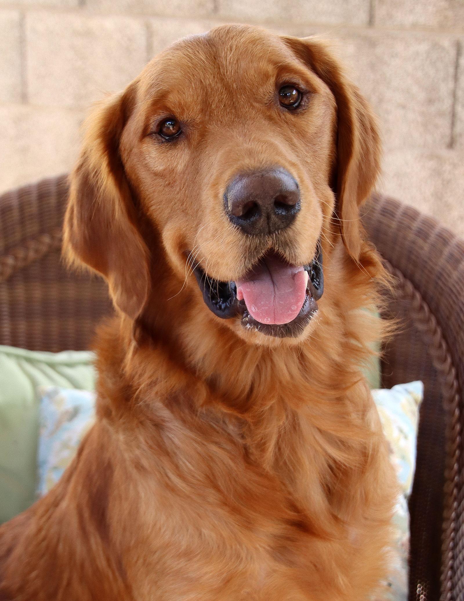 Oro/Bogey, a Adopted Golden Retriever in Glendale, AZ image 3/3