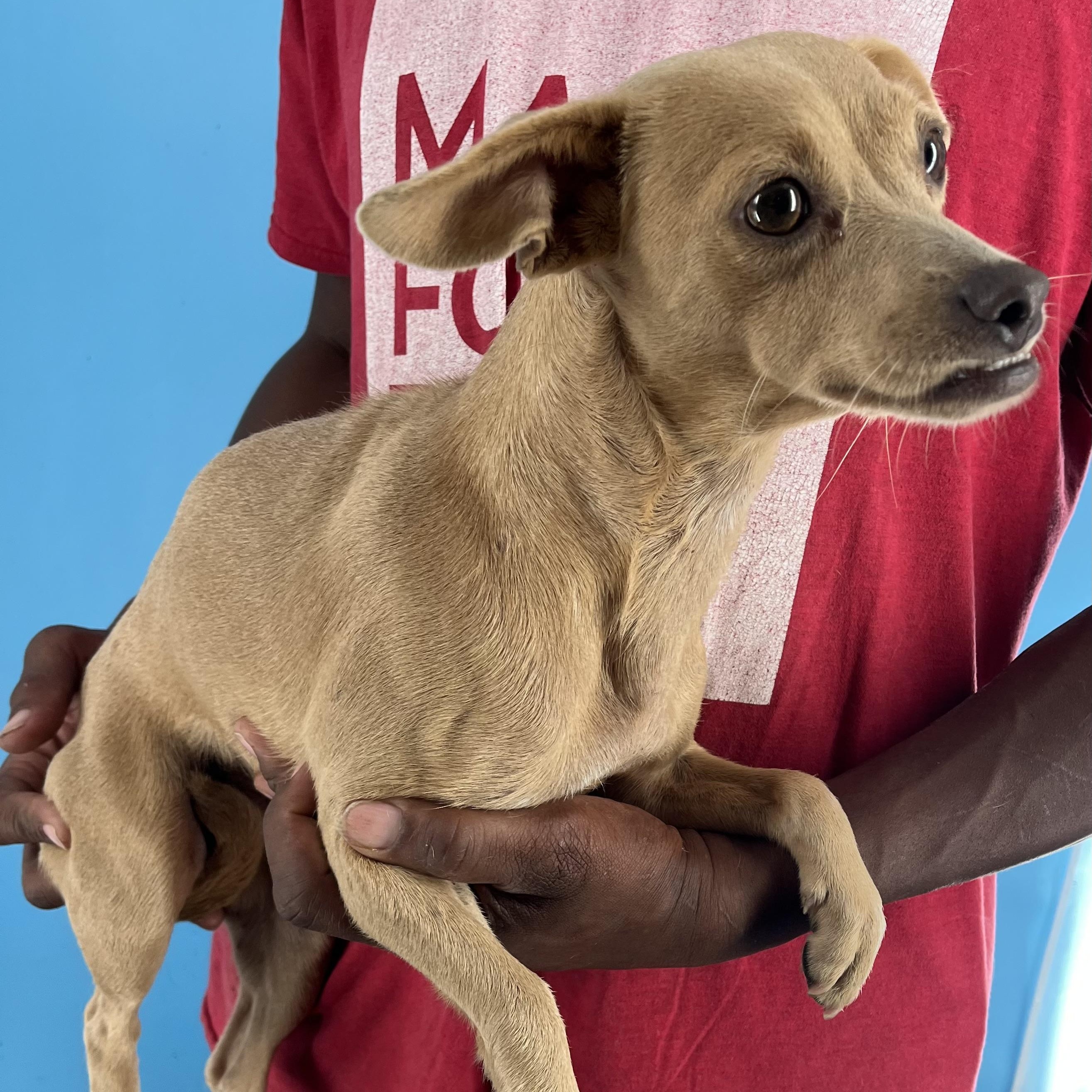 Paige  Local Oct thumbnail 4