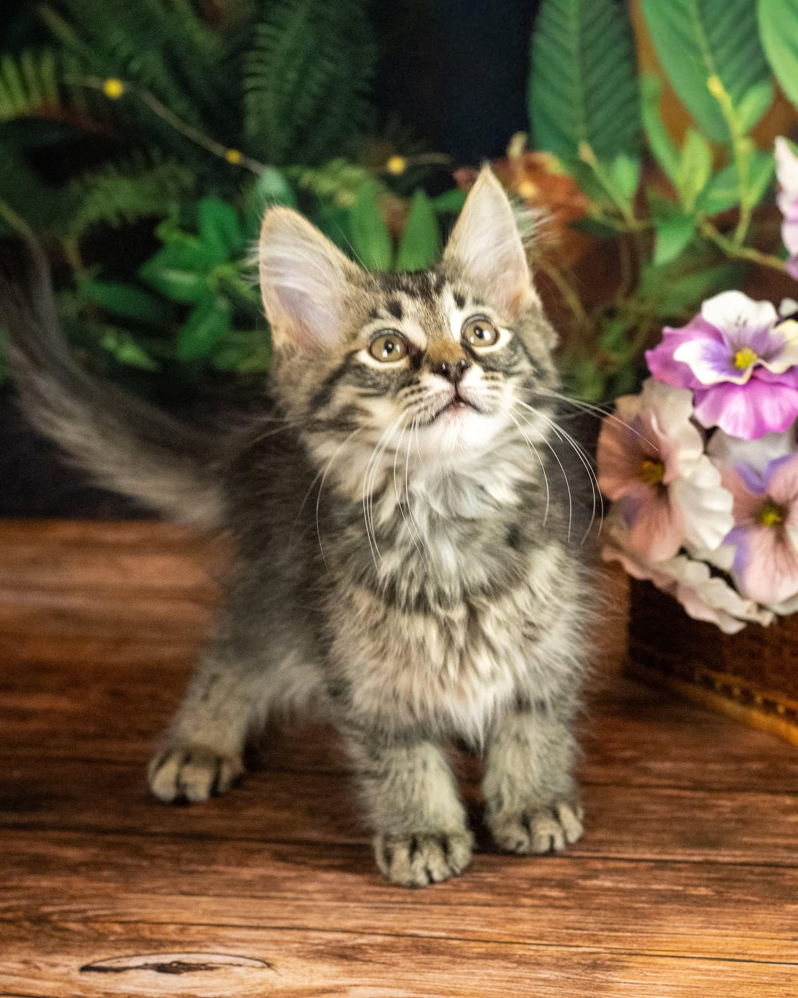 Malarky, an adopted Domestic Medium Hair in Lapeer, MI image 5/5