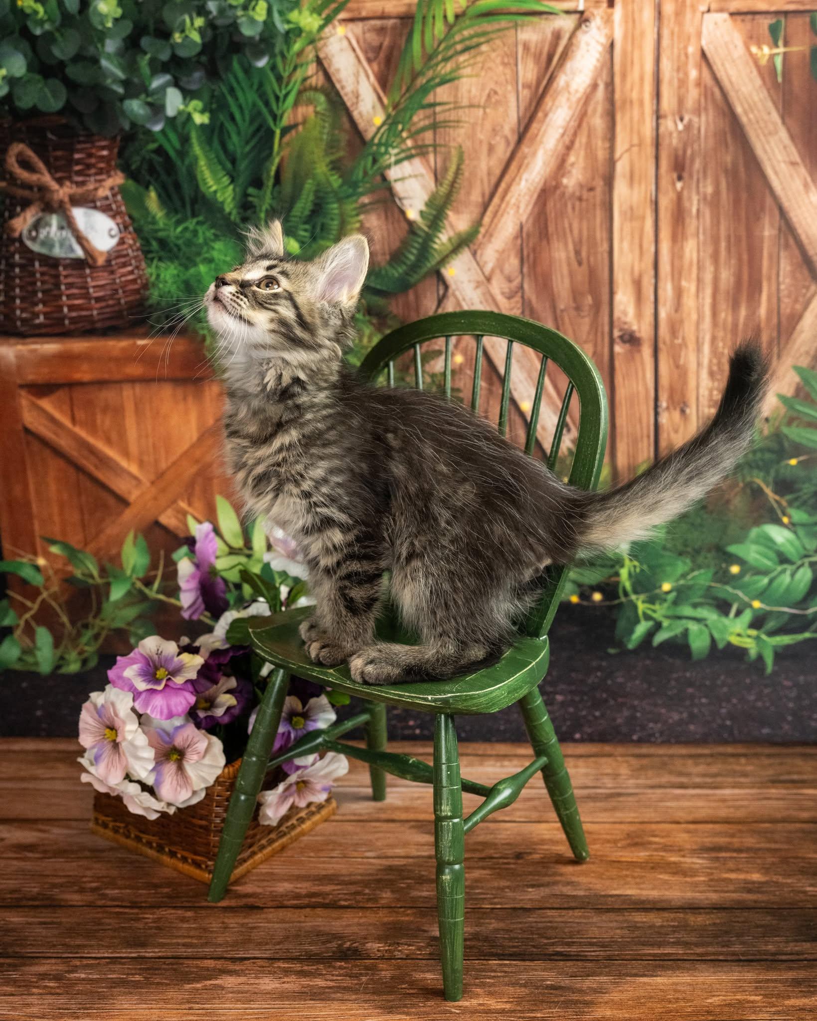 Malarky, an adopted Domestic Medium Hair in Lapeer, MI image 3/5