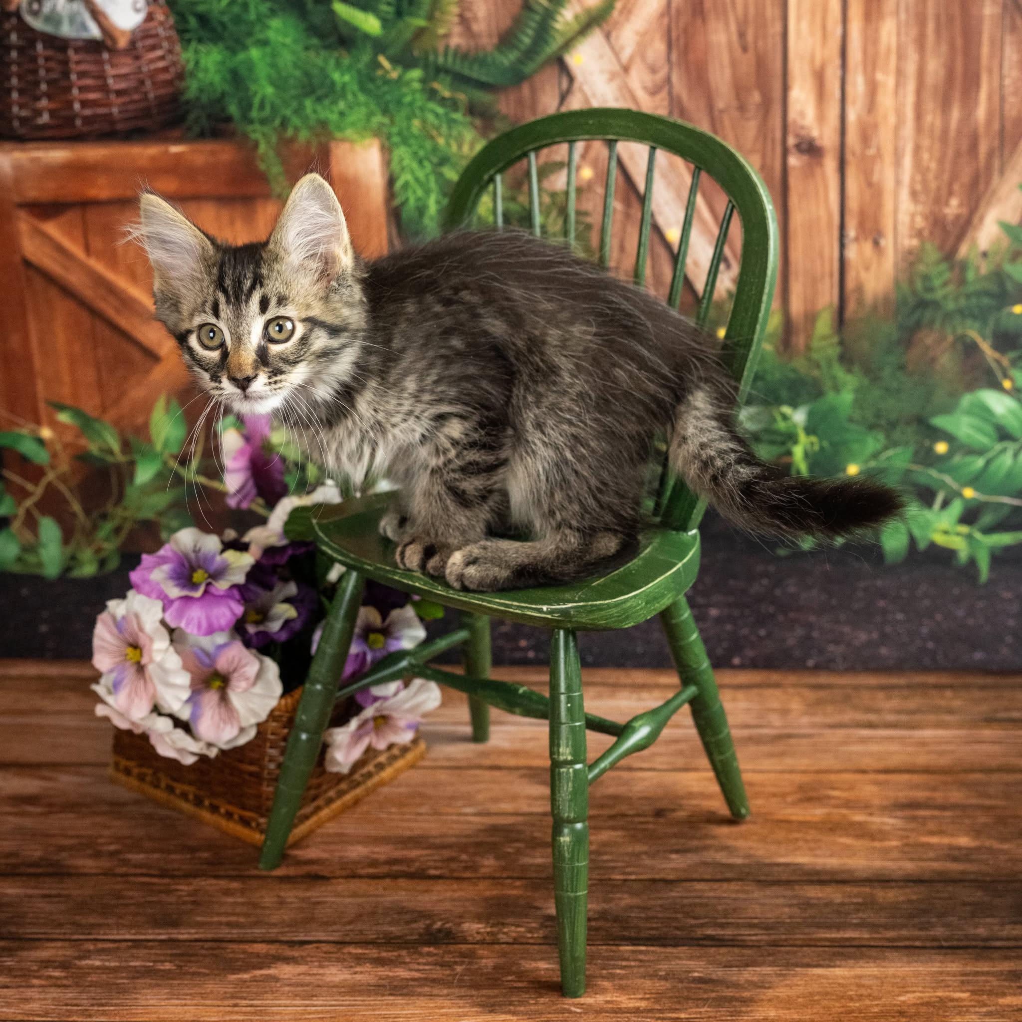 Malarky, an adopted Domestic Medium Hair in Lapeer, MI image 2/5