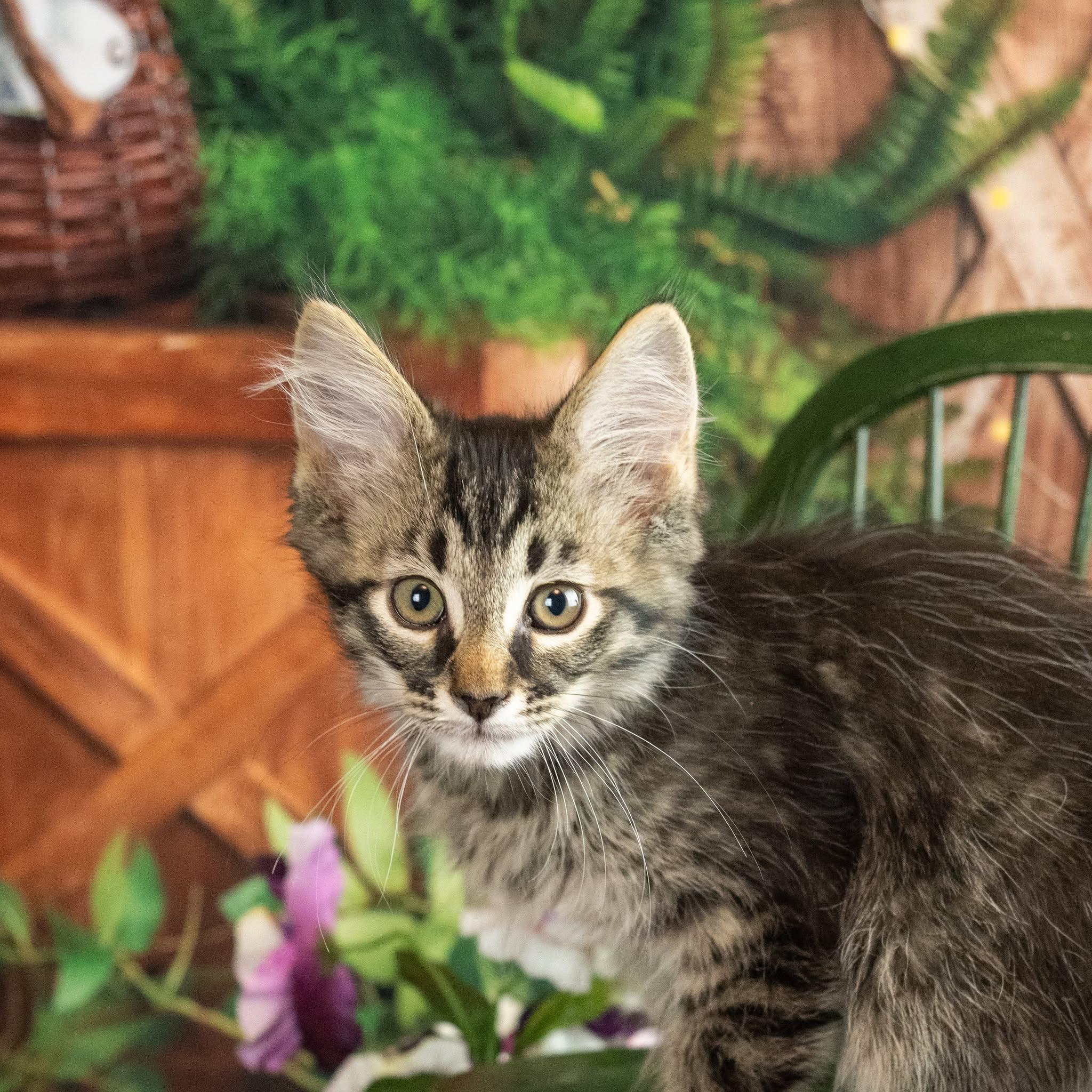 Malarky, an adopted Domestic Medium Hair in Lapeer, MI image 4/5