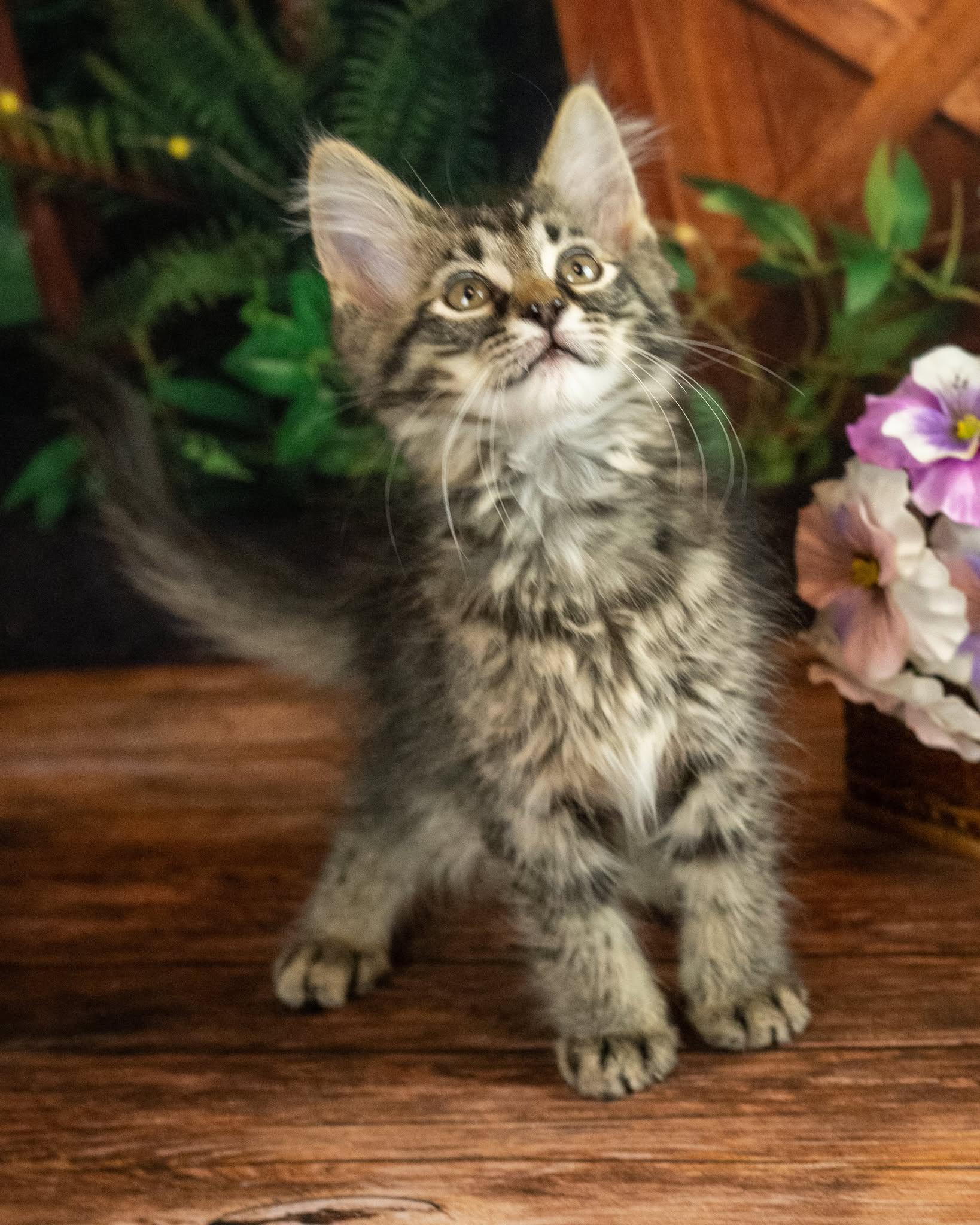 Malarky, adopted, Kitten Male Domestic Medium Hair.