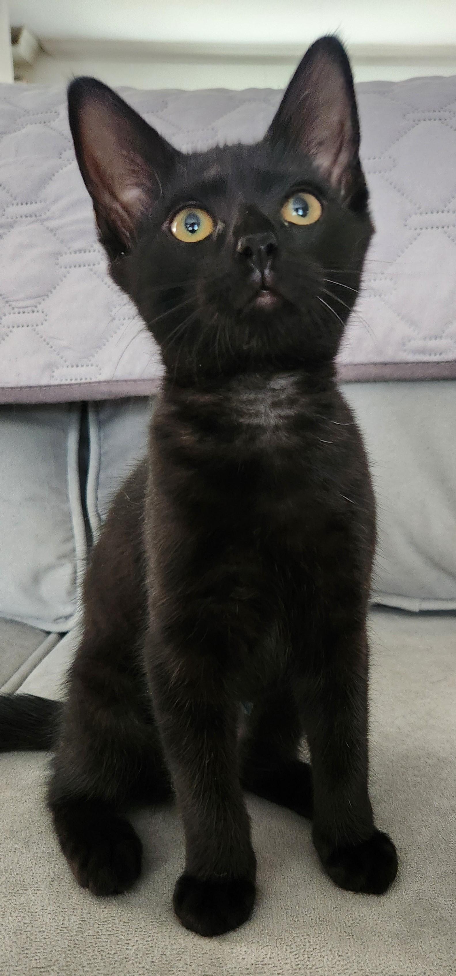Enlarge ELECTRA, a ADOPTABLE Domestic Short Hair in Highland Park, NJ image 1/1